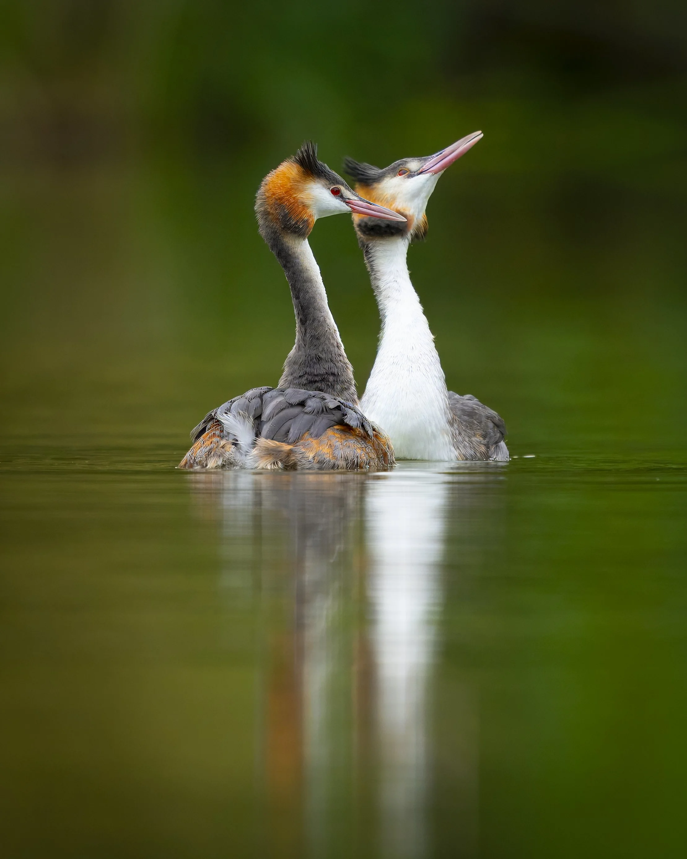 Milford Grebe Pond - Oct 2025 (29).JPG