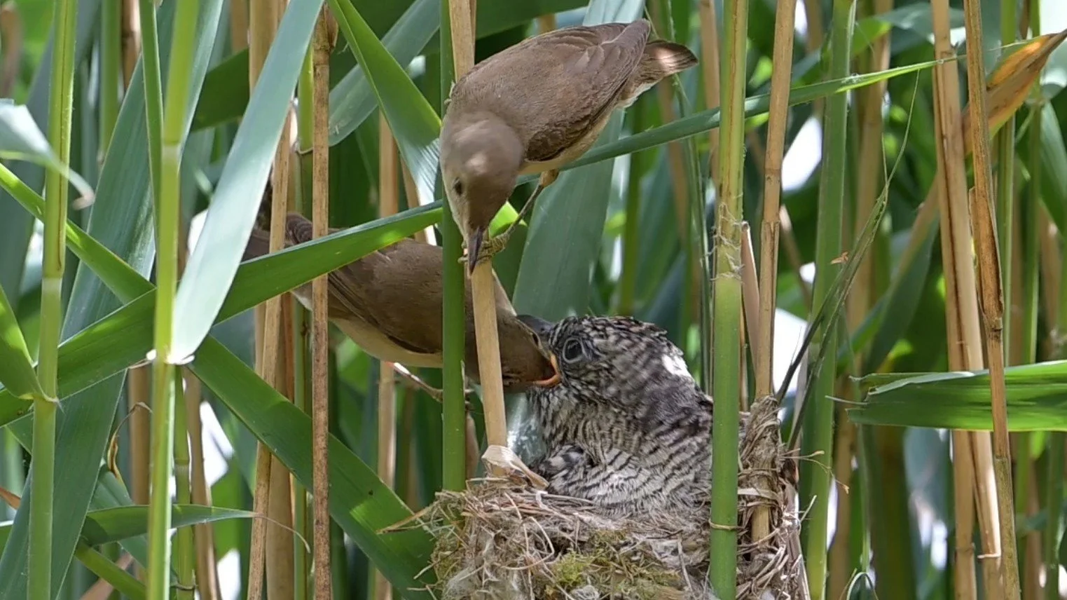 Lincolnshire Hides - Video - Jun 2026 Video Thumb.jpg
