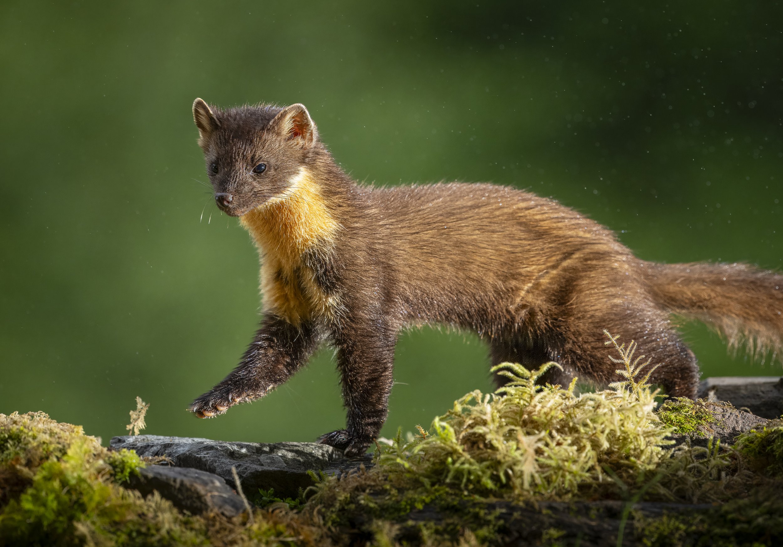 GB Coast 25 (2198).JPG