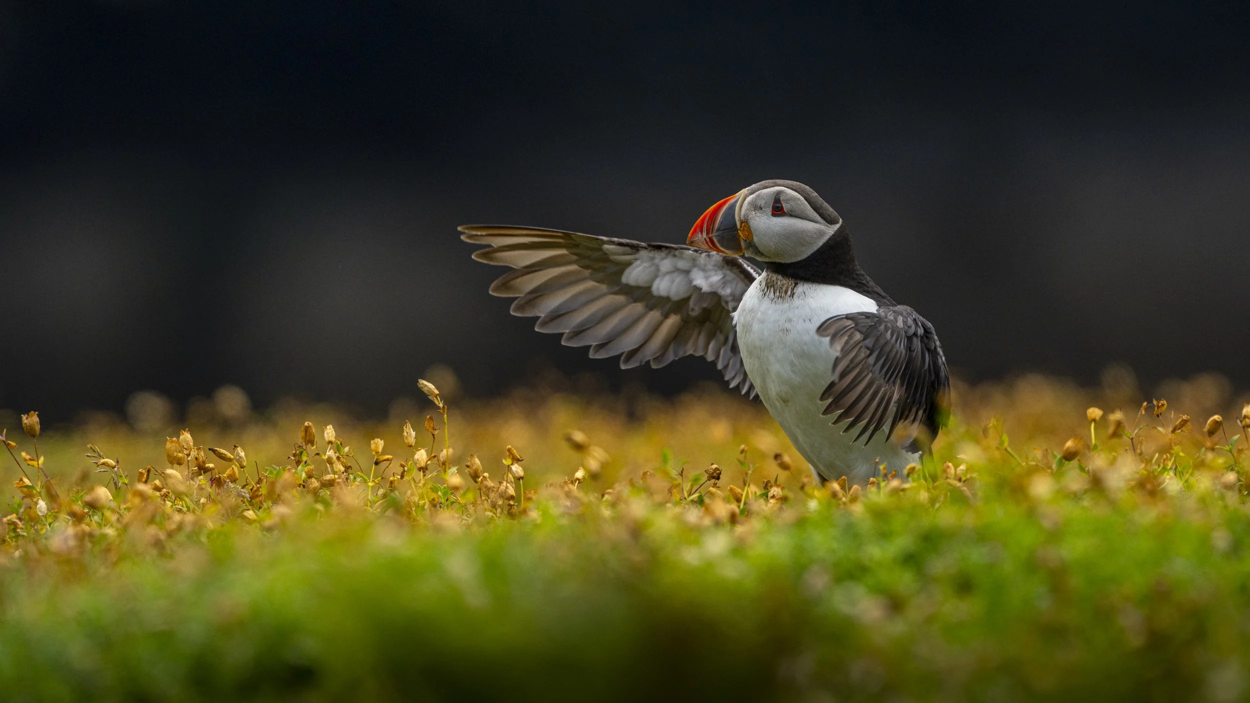 GB Coast 25 (331).JPG