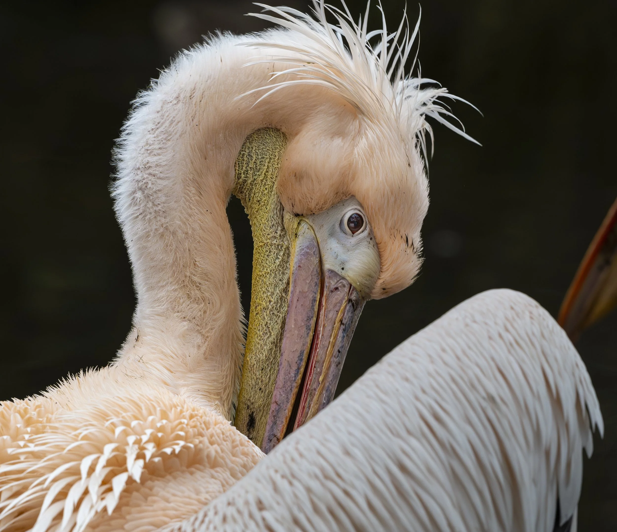 Birdworld 2025  (381)-Enhanced-NR-Edit.JPG