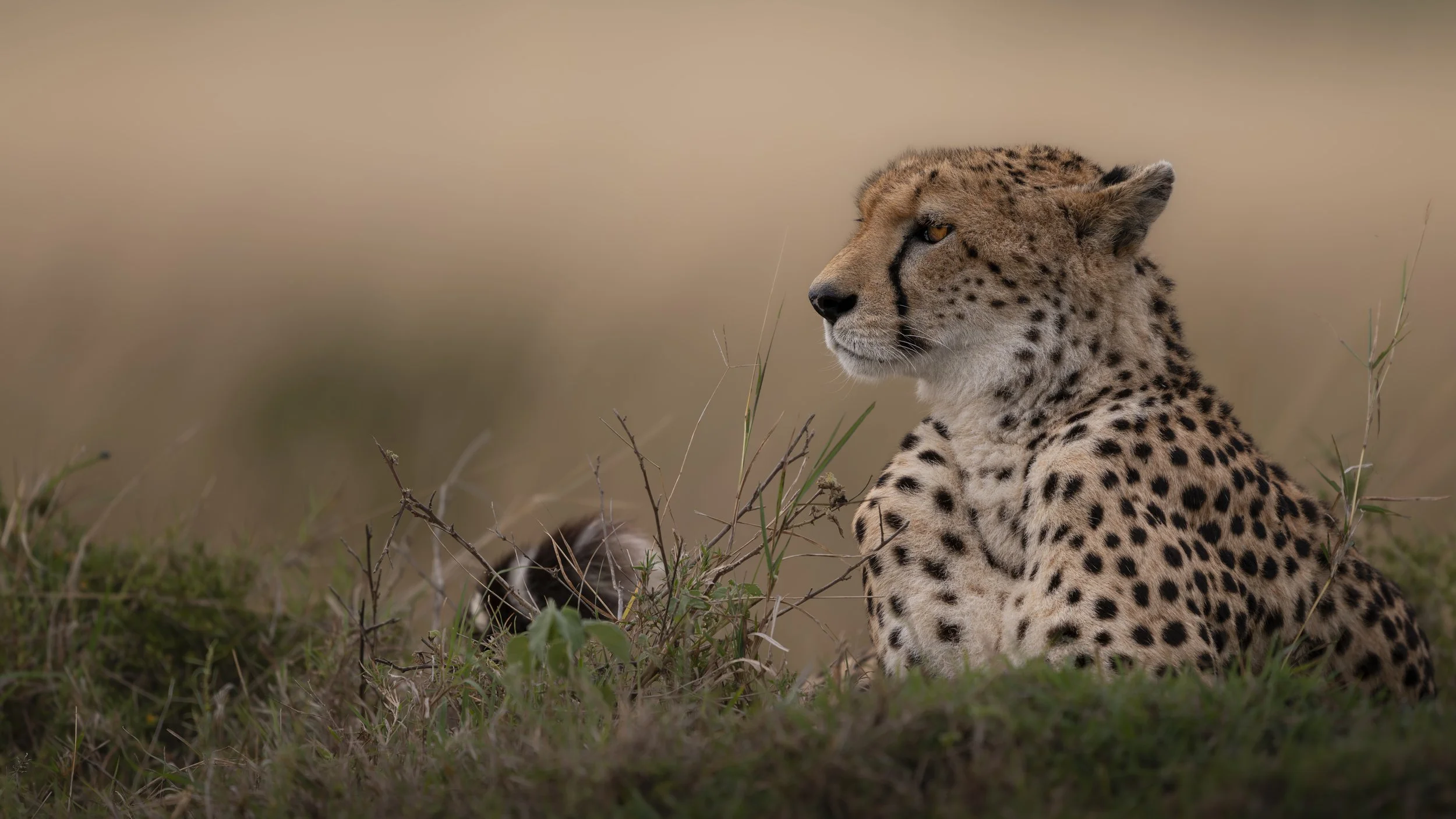 Safari Mara 2025 (1372).JPG