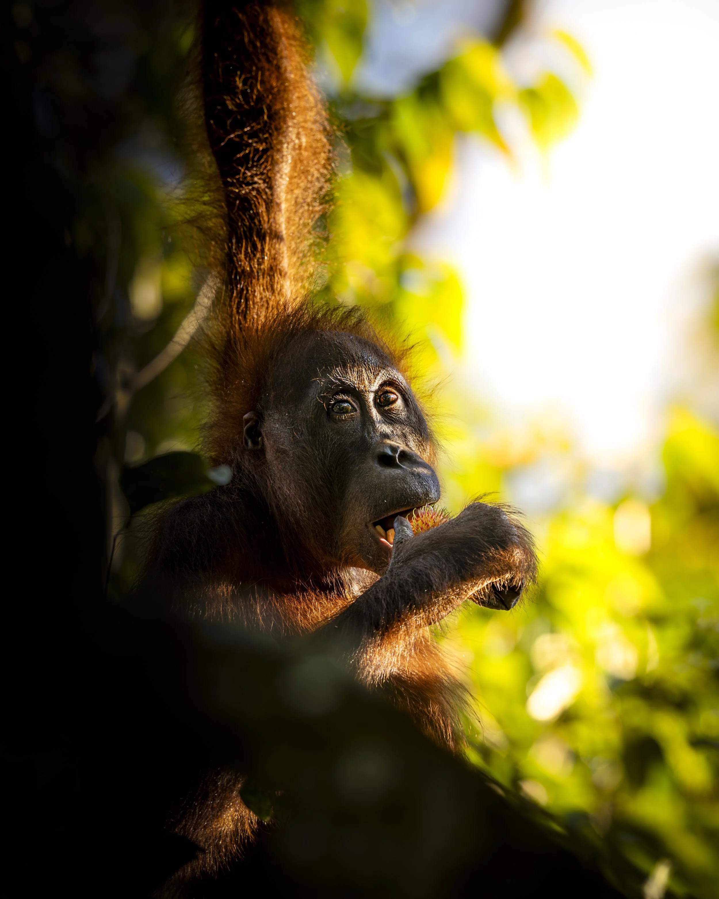 Sing & Borneo  (2817)-Edit.JPG