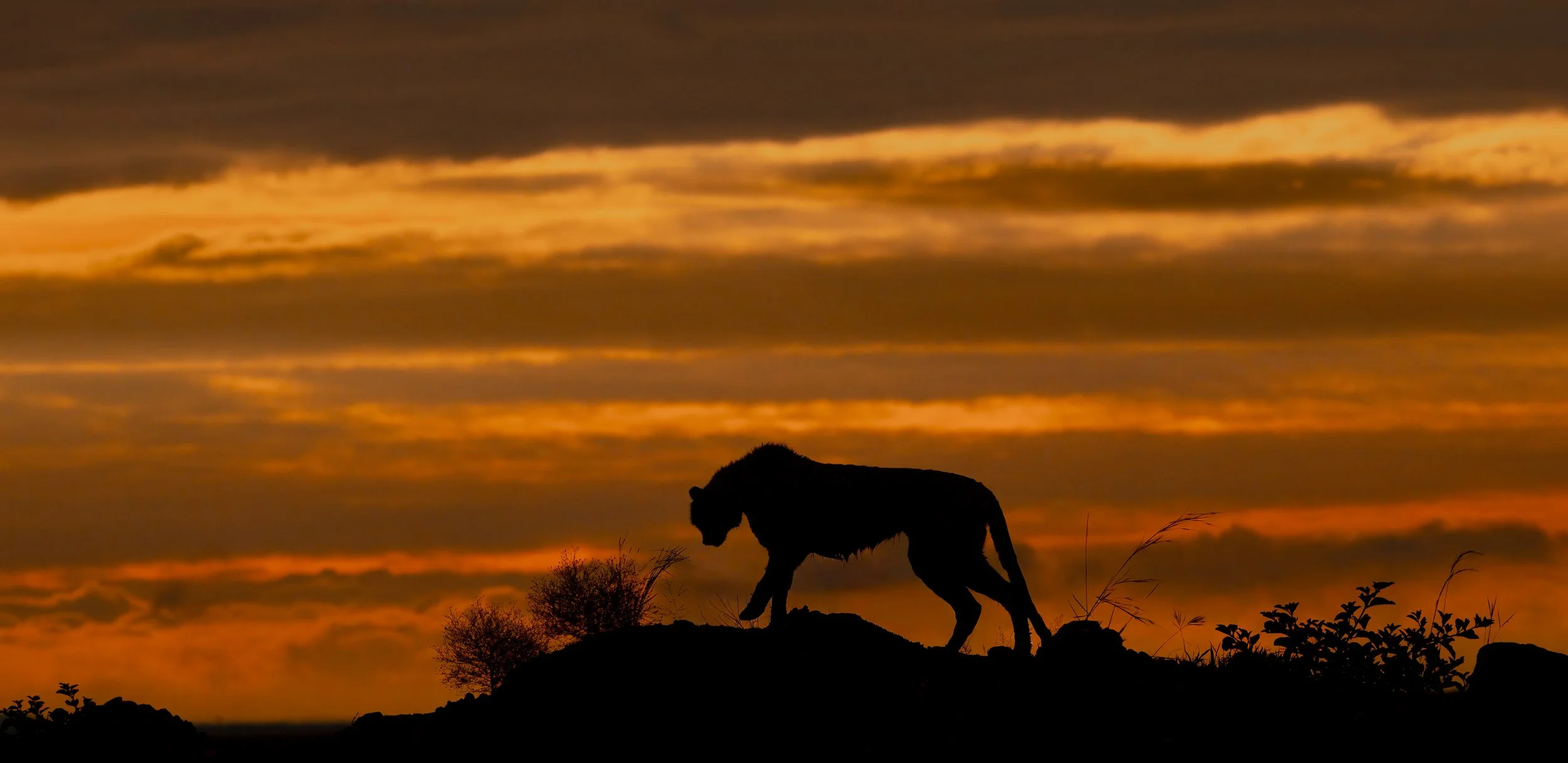 Safari Mara 2025 (3706).JPG