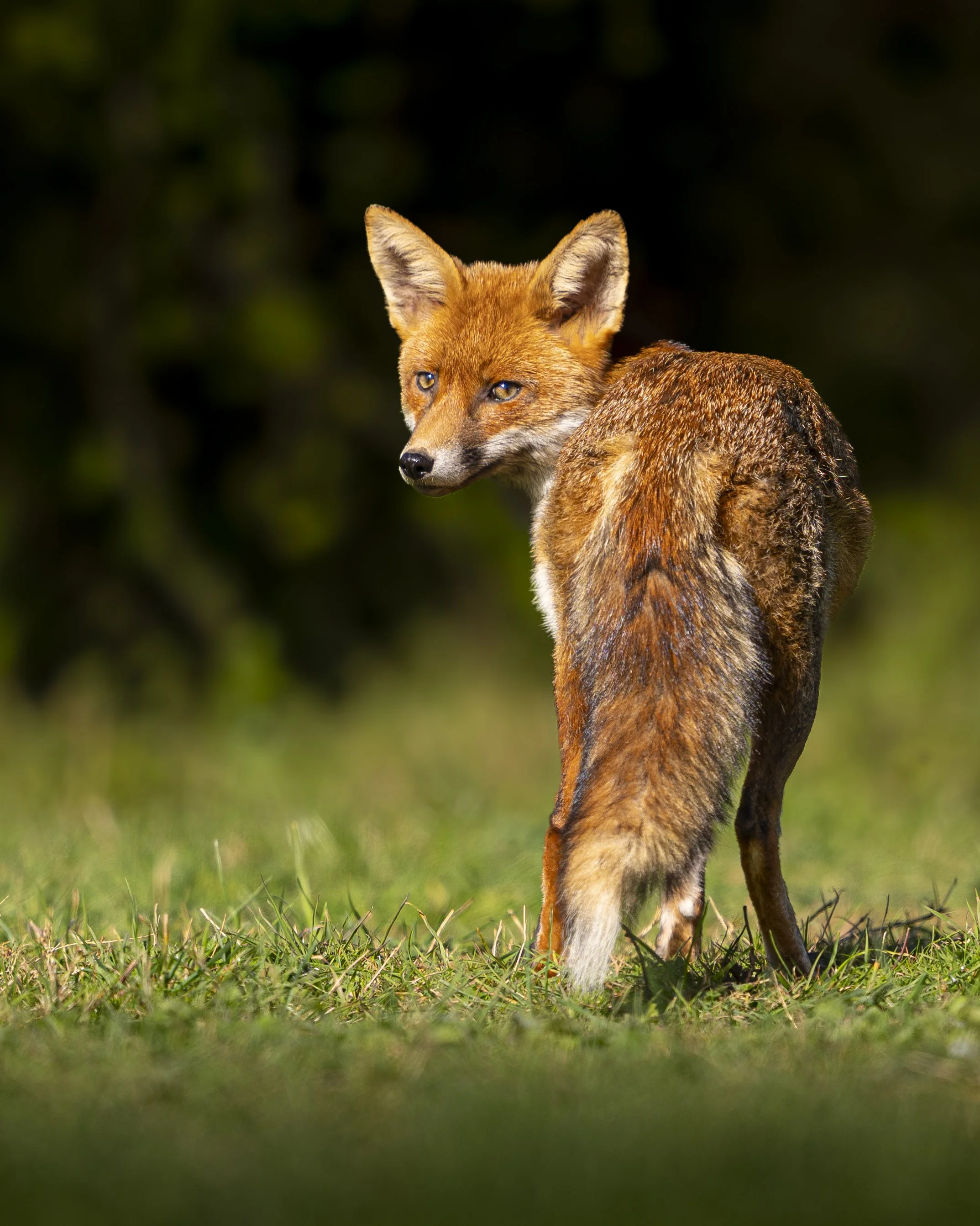 Fox Hide - Rayleigh - Apr 2025 (34).JPG