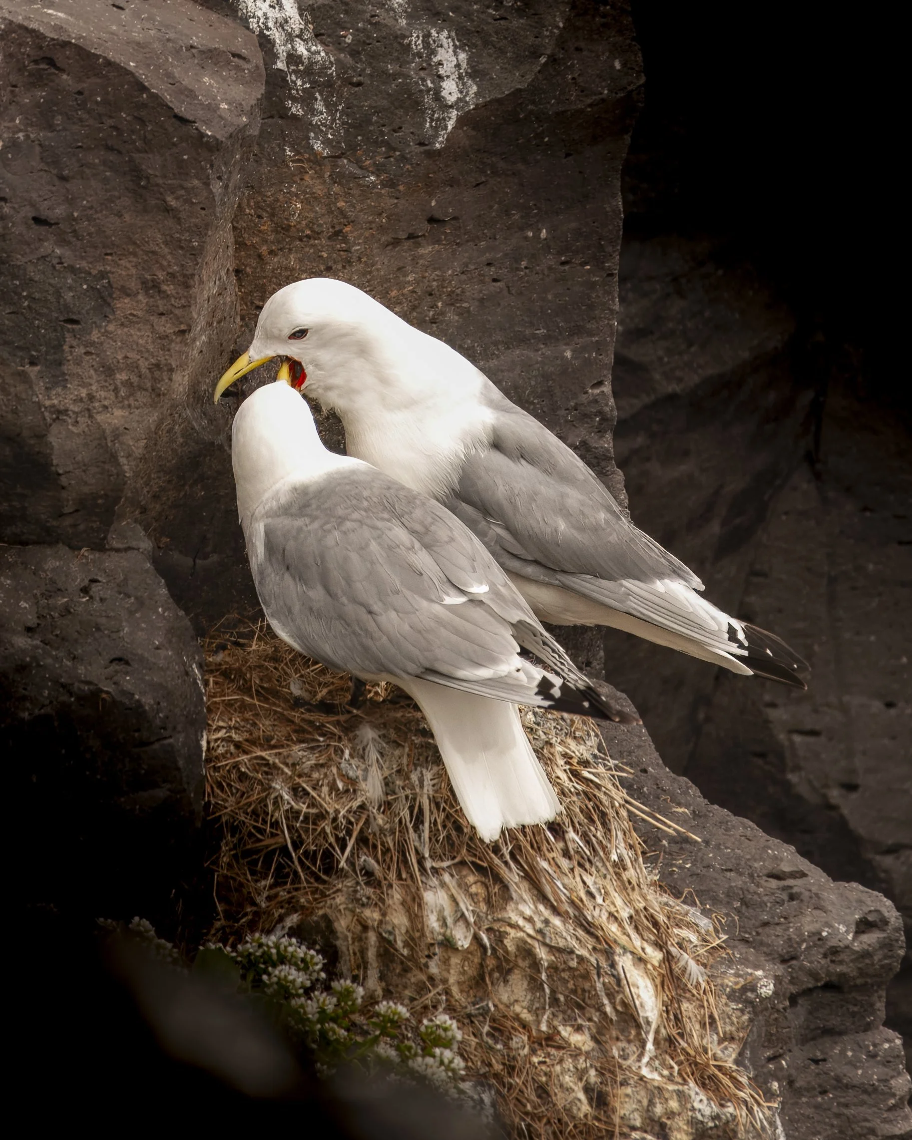 Iceland 2015  (277).JPG