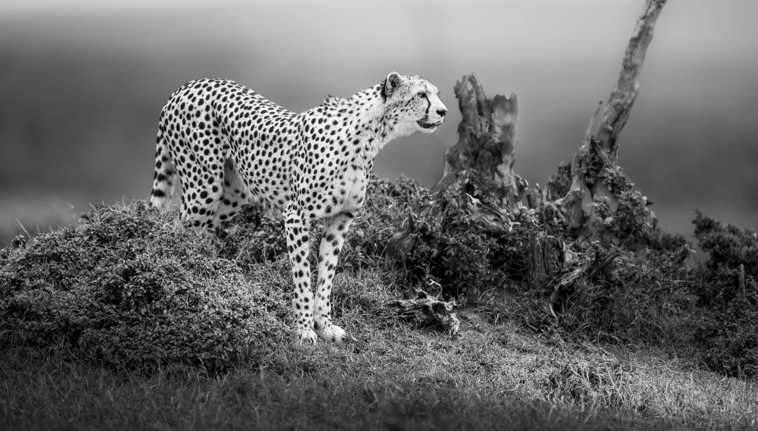 Safari Mara 2025 (1996)-Edit.JPG