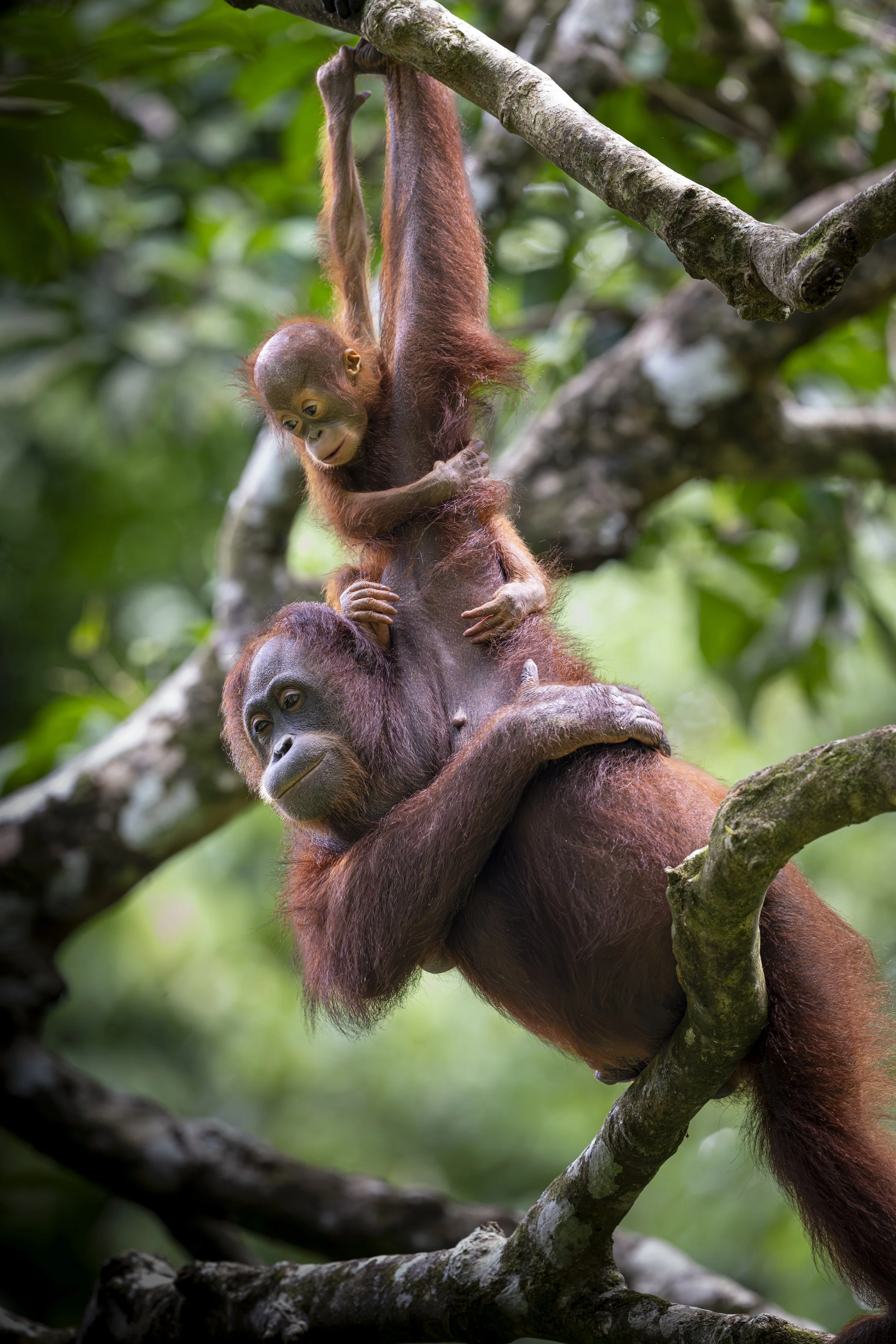 Sing & Borneo  (2796)-Enhanced-NR.jpg