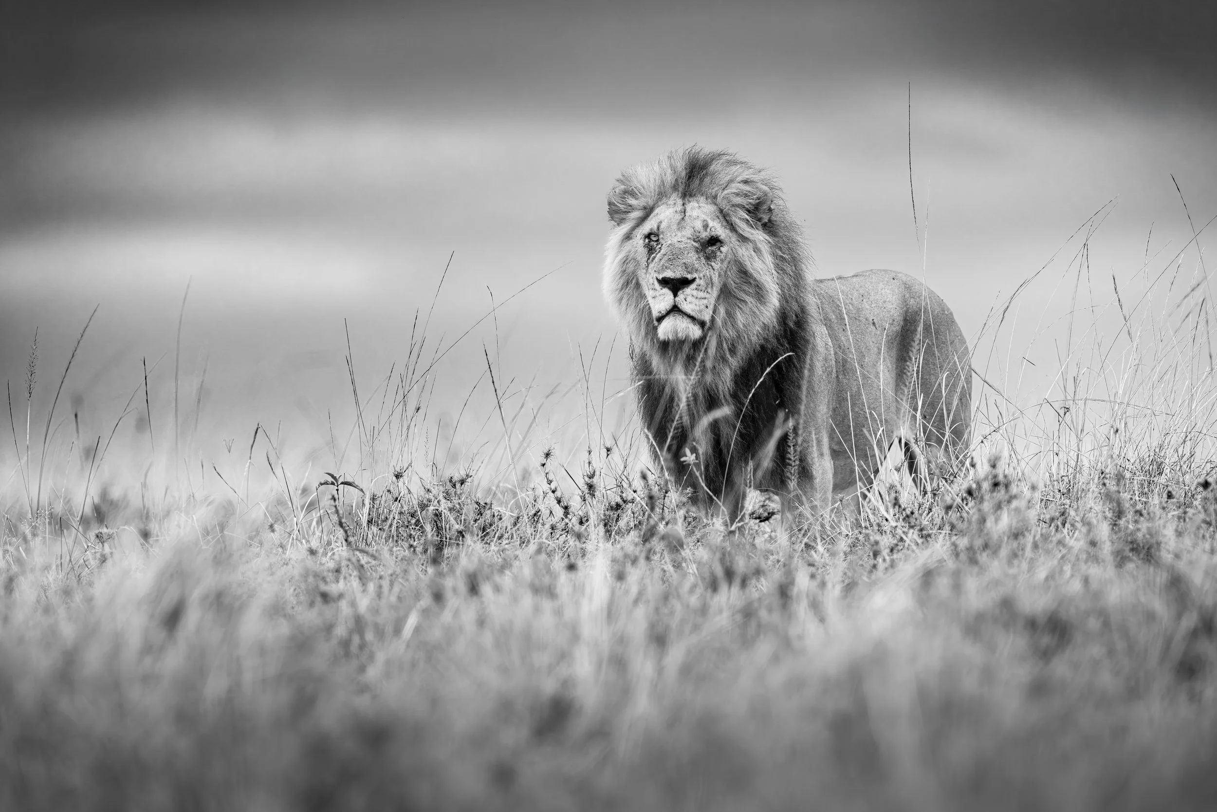 Safari Mara 2025 (13225)-Edit-Edit.JPG