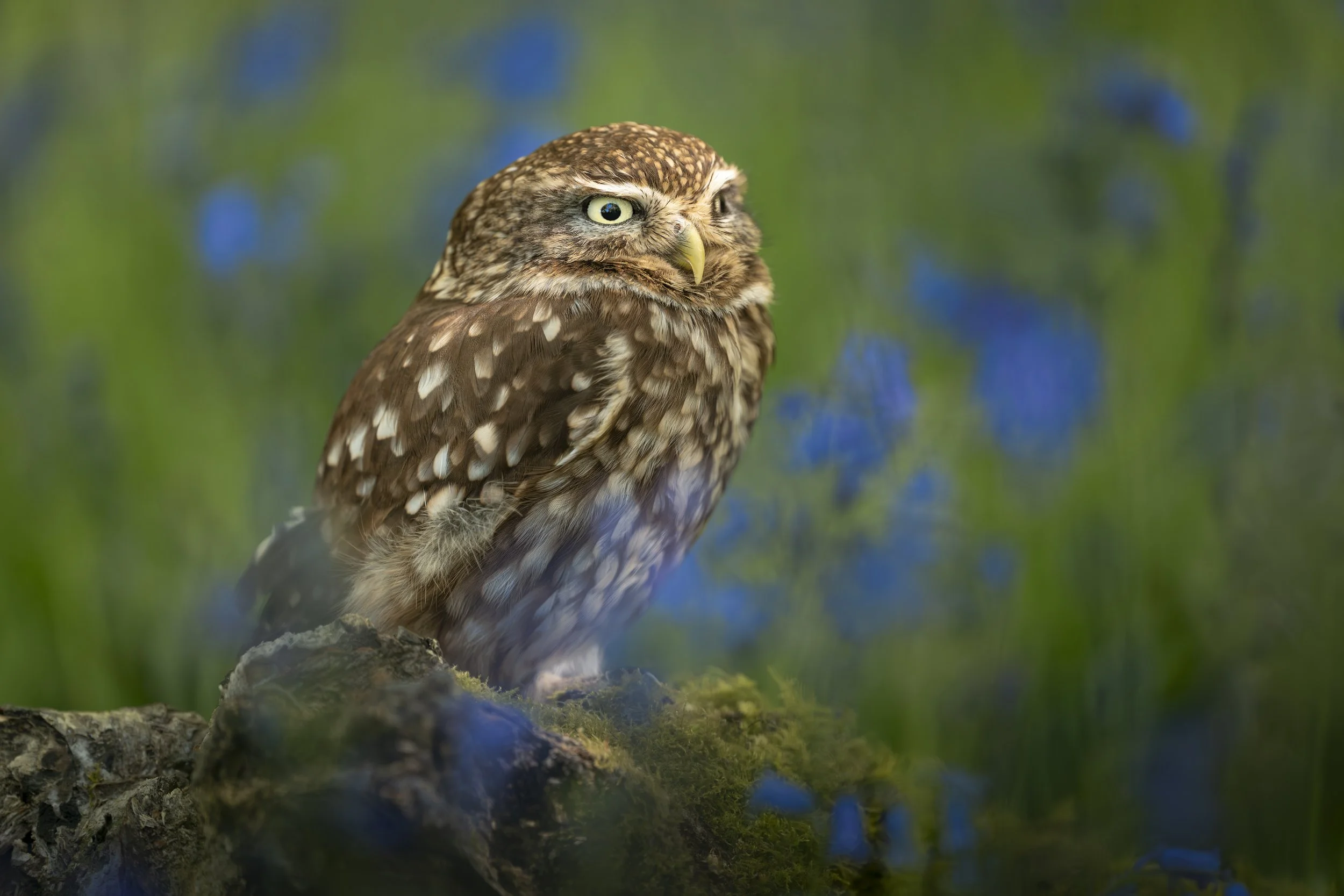 BWC - Owls in Bluebells -Apr 2026 (1688).JPG