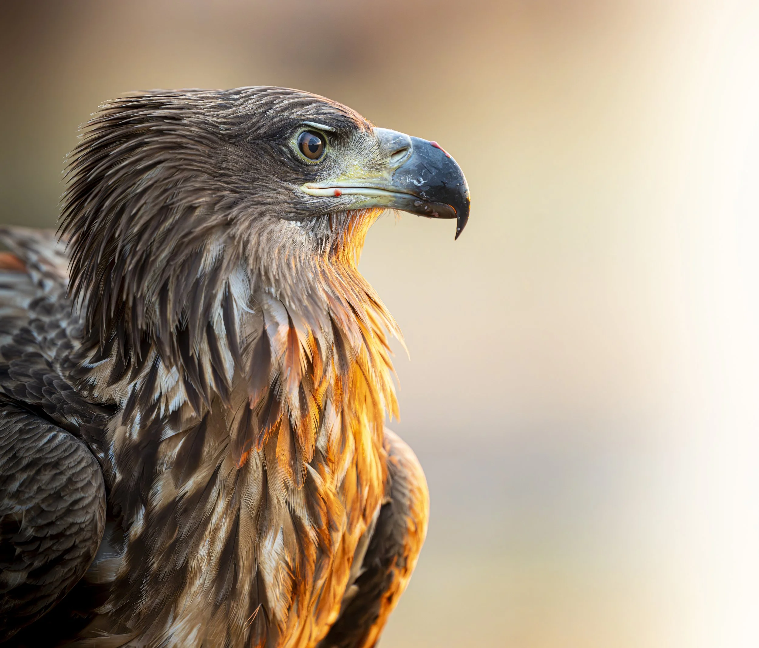 Hungary - Jan 2025  (3533)-Enhanced-NR.jpg