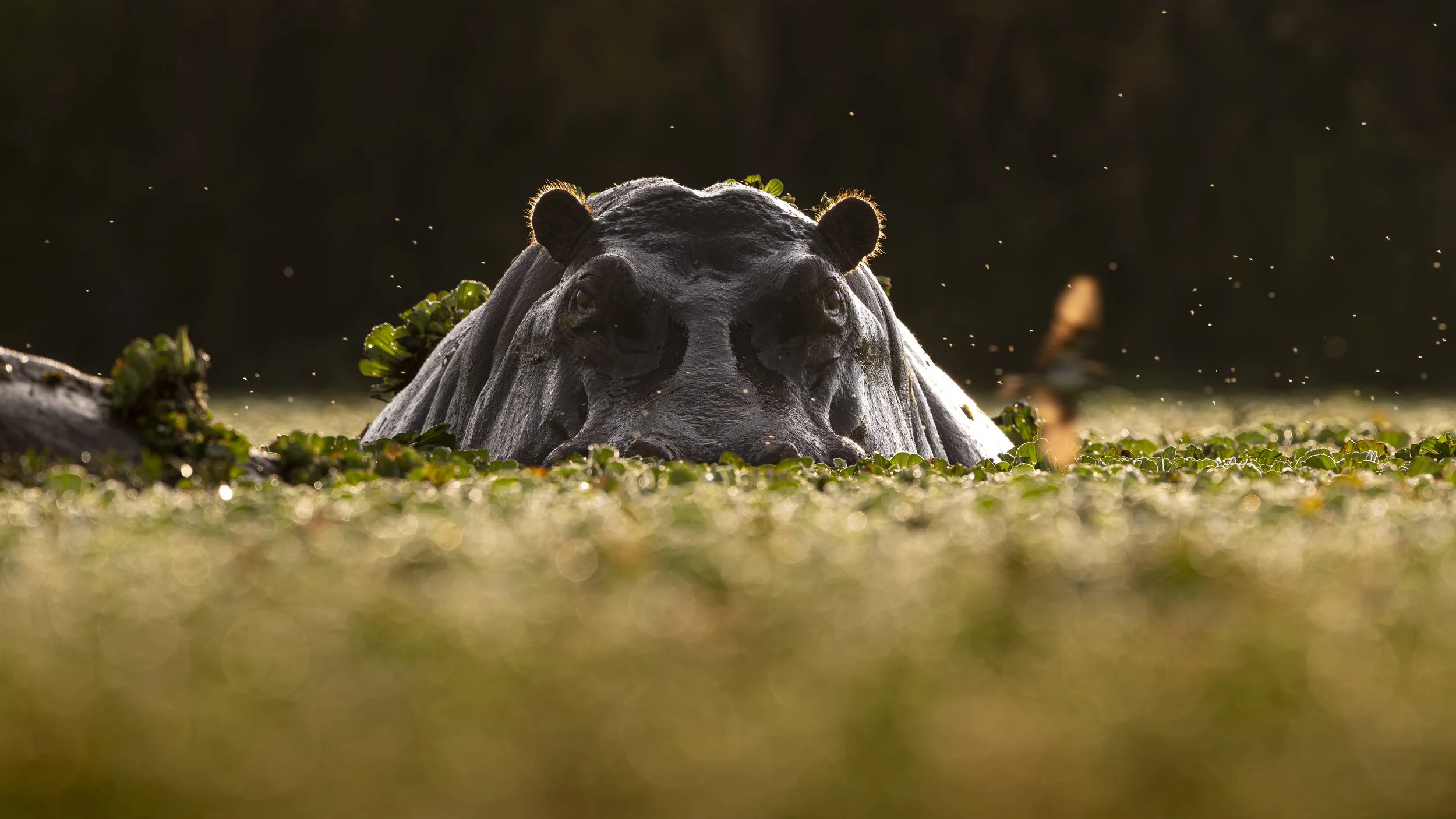Safari Mara 2025 (8519).JPG