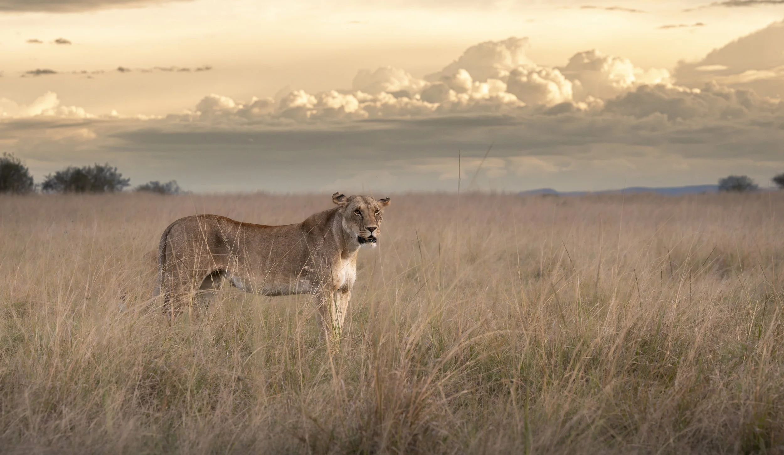 Safari Mara 2025 (927).JPG