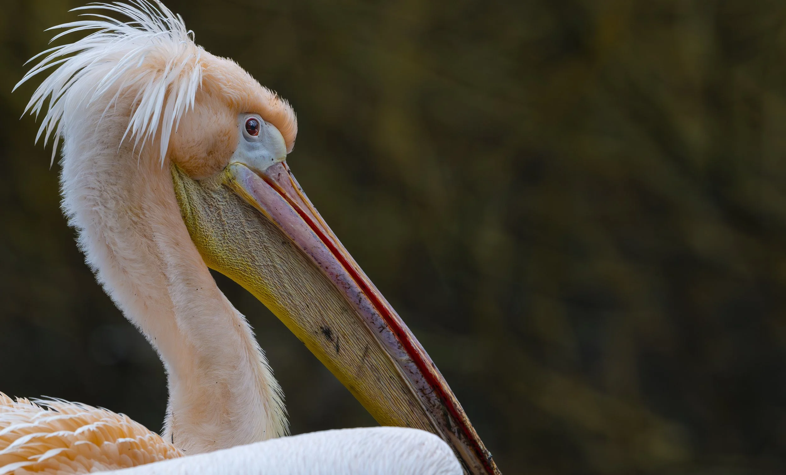 Birdworld 2025  (359)-Enhanced-NR.JPG