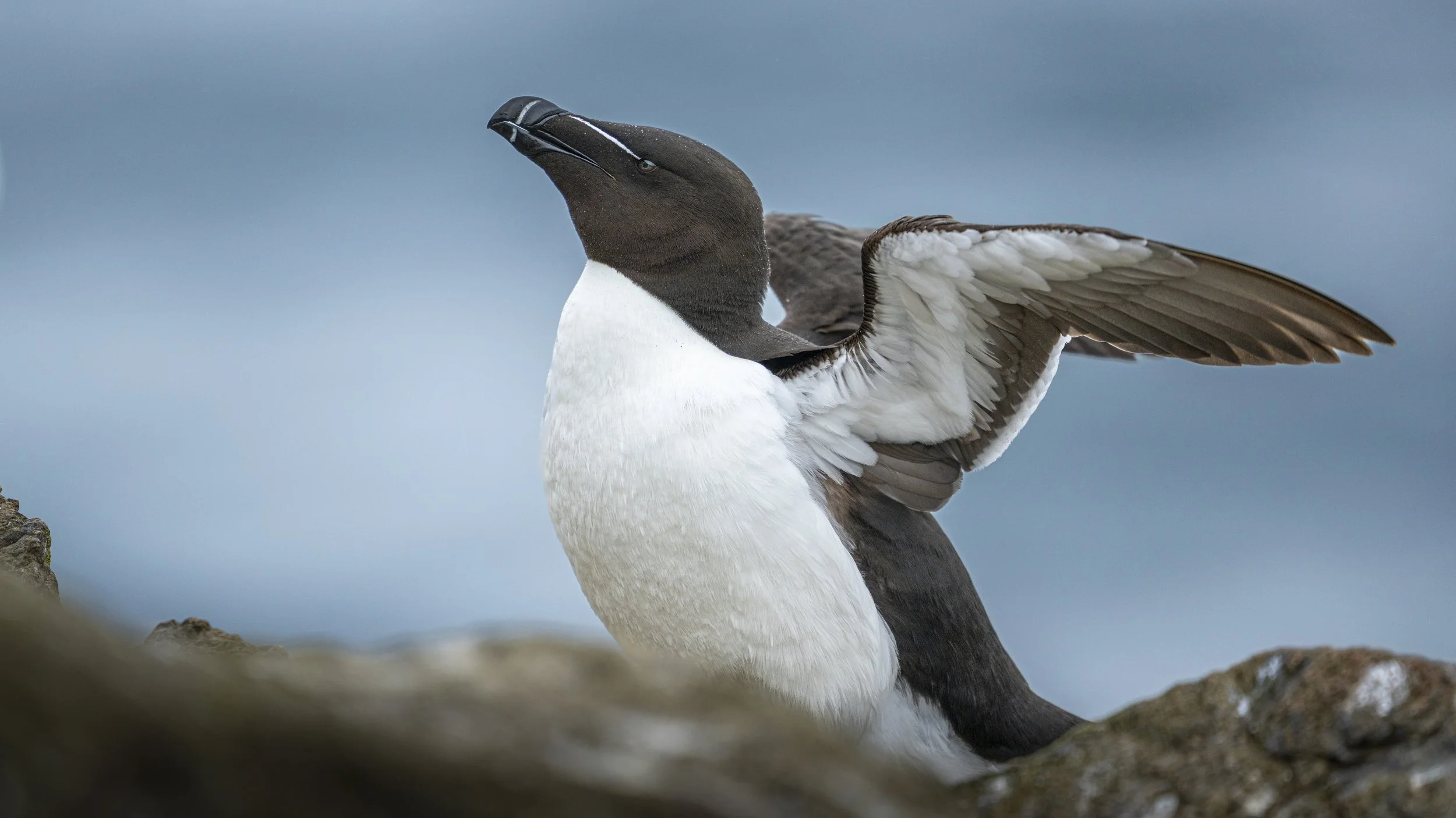 GB Coast 25 (46).JPG