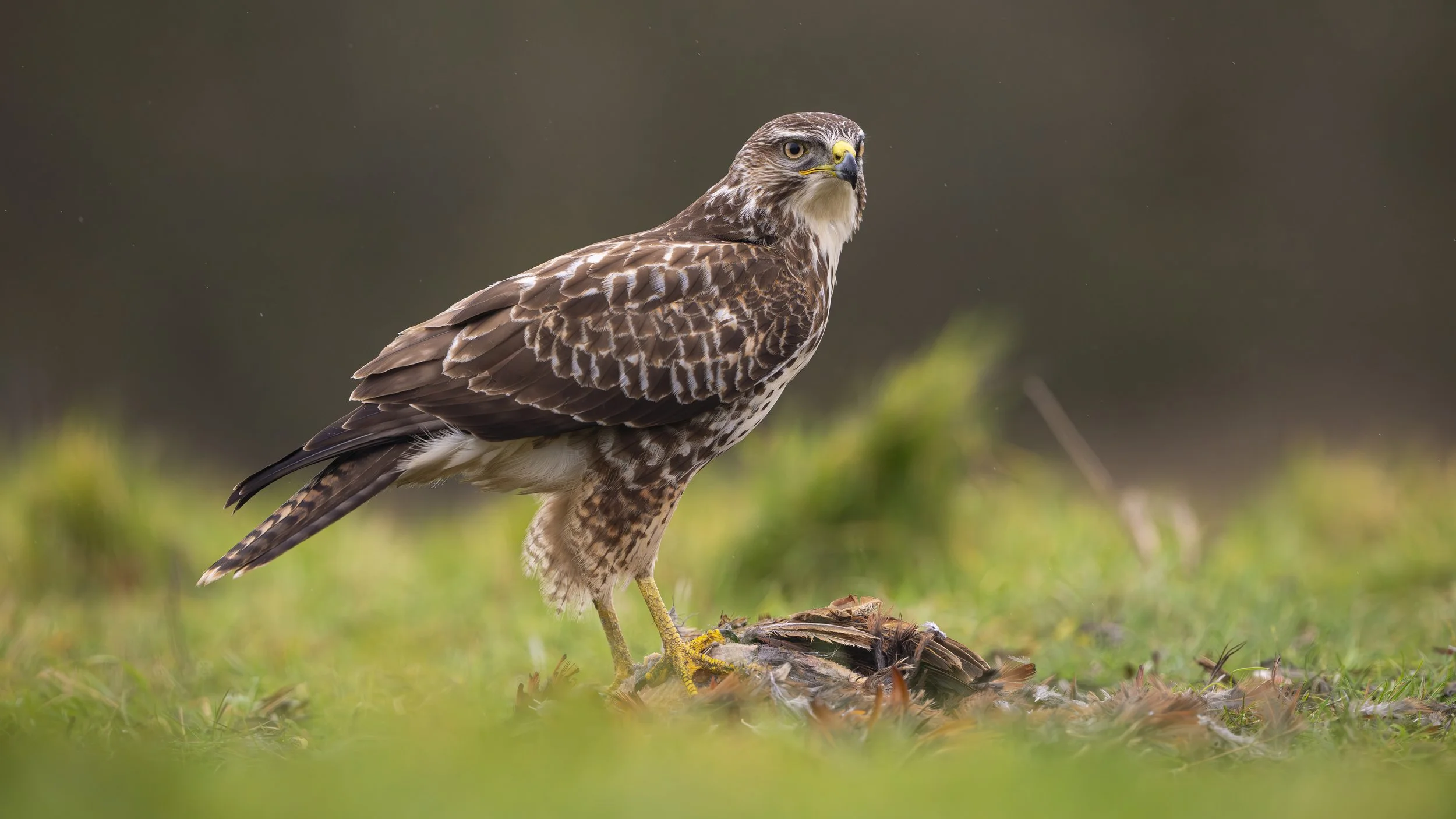 _NIK0967-for website.jpg