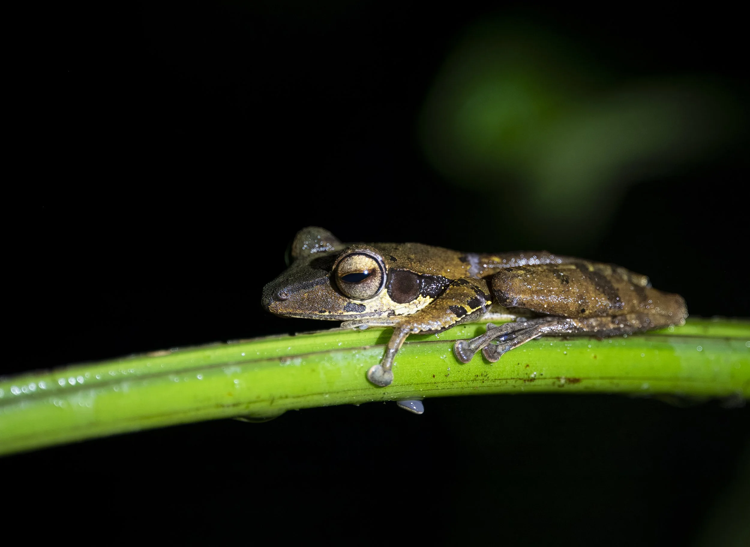 Sing & Borneo (7554).JPG