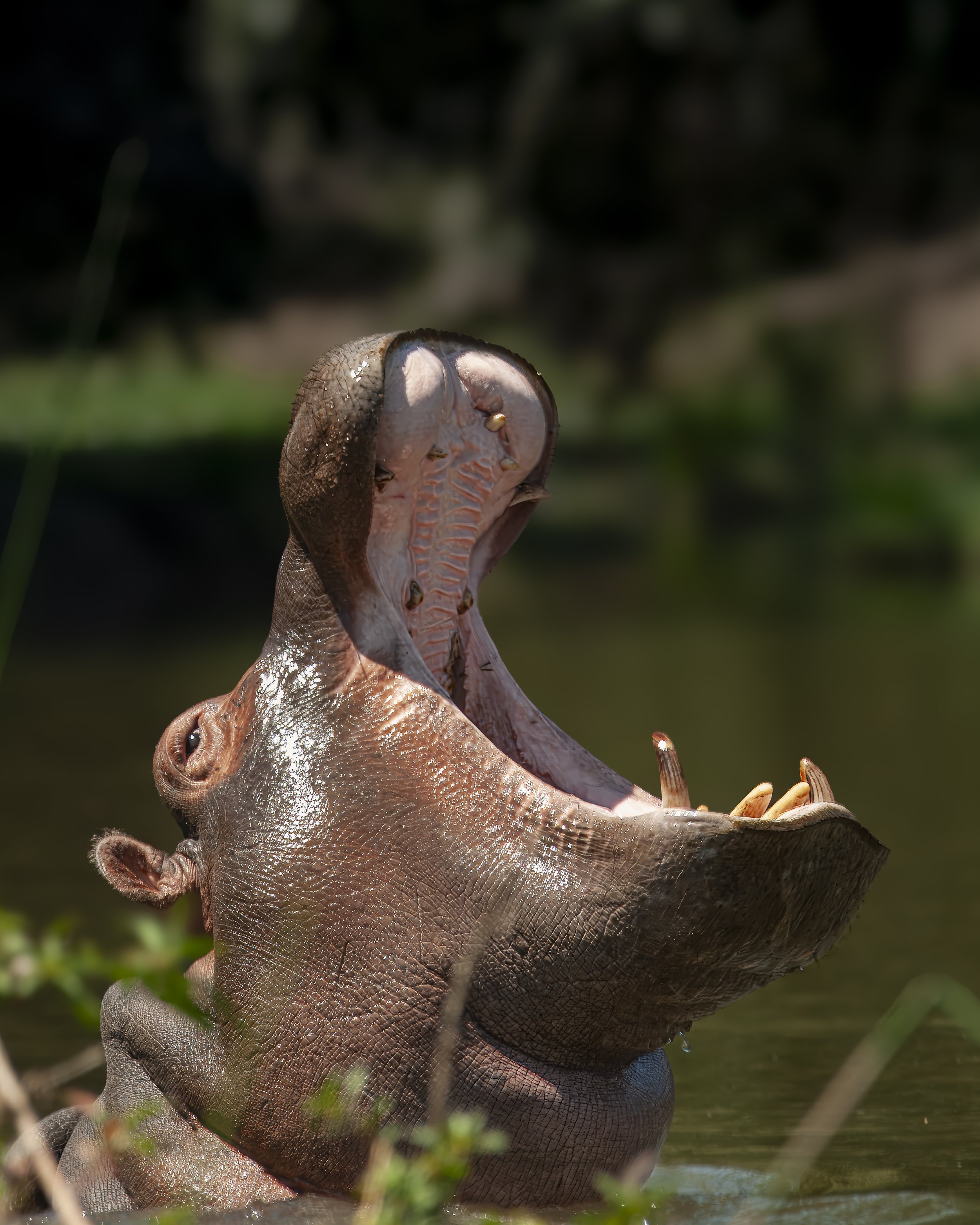 Zambia 2009 (321) Topaz.JPG