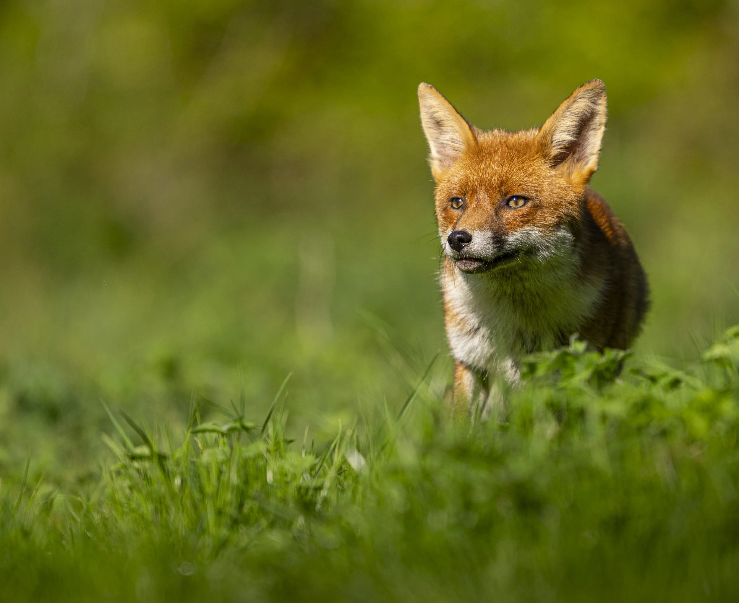 Fox Hide - Rayleigh - Apr 2025 (61).JPG