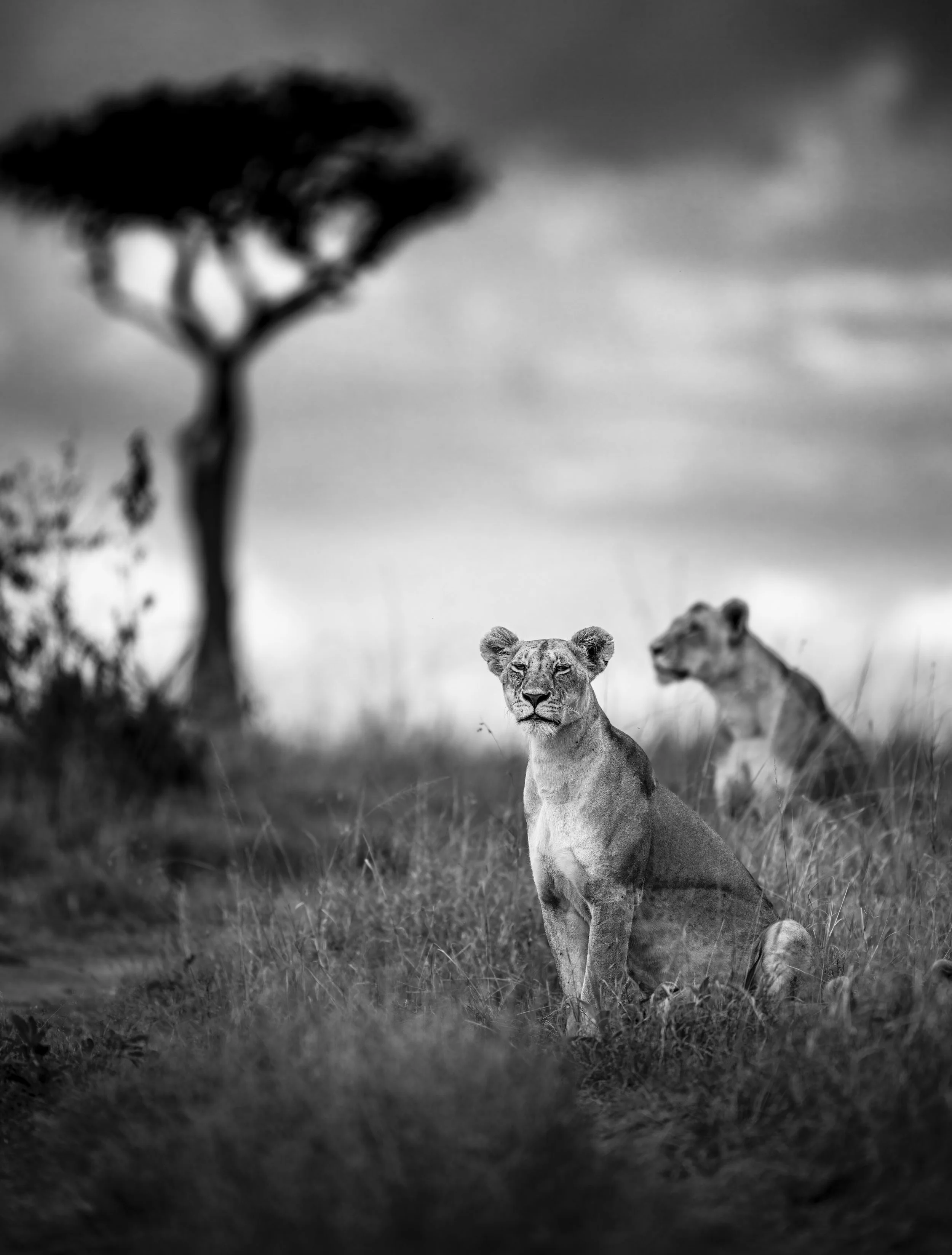 Safari Mara 2025 (746).JPG