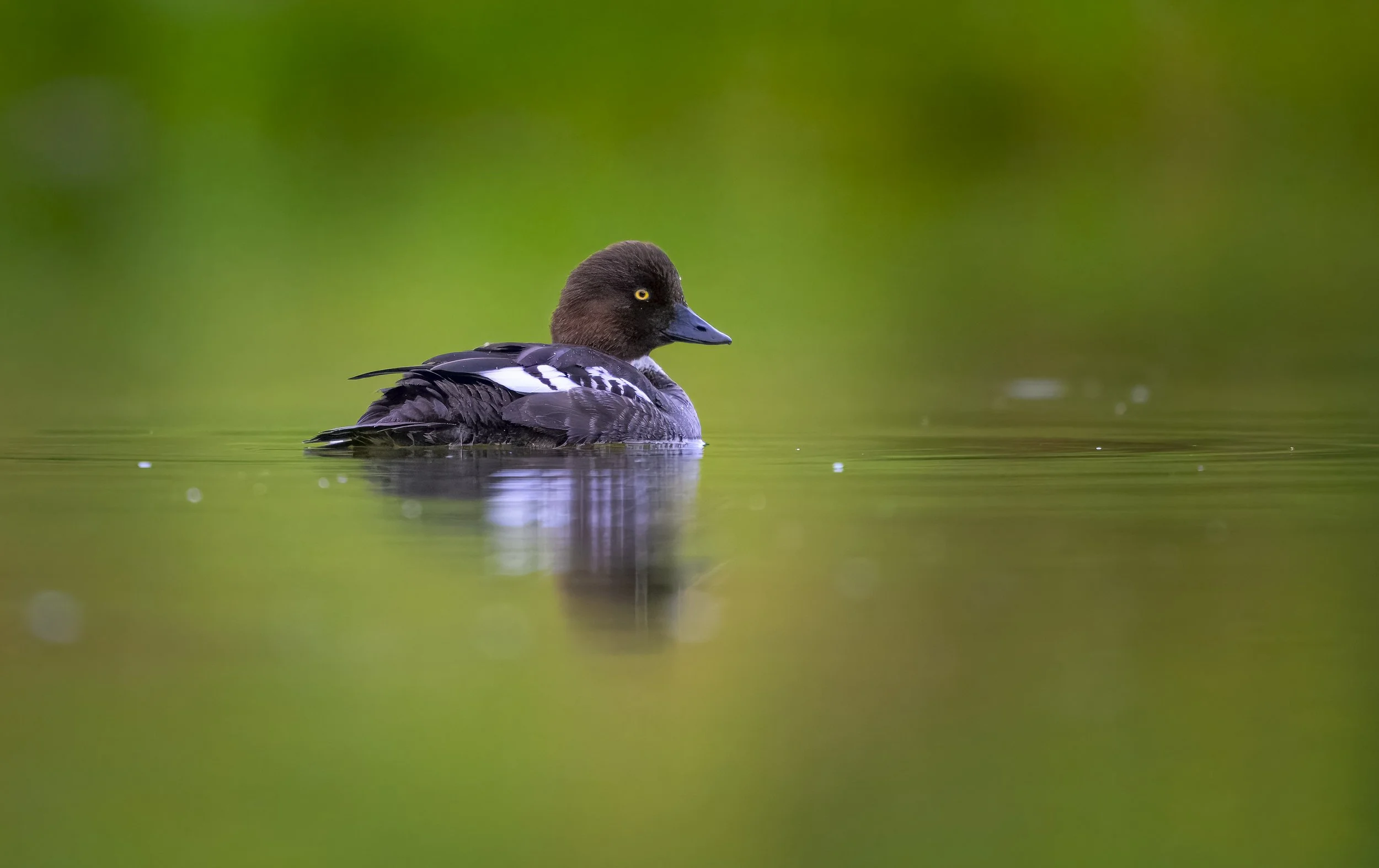 GB Coast 25 (2933).JPG