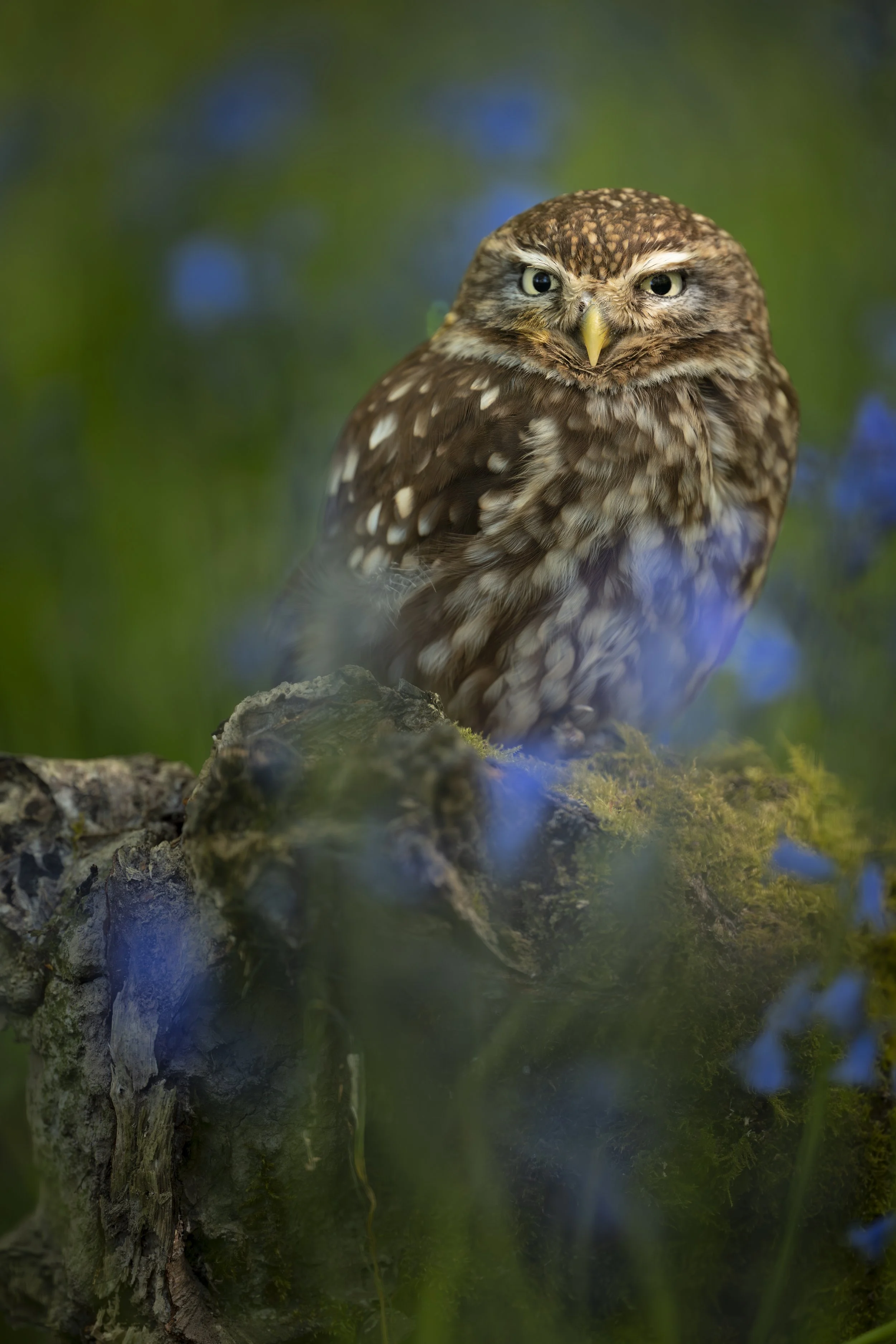BWC - Owls in Bluebells -Apr 2026 (1662).JPG