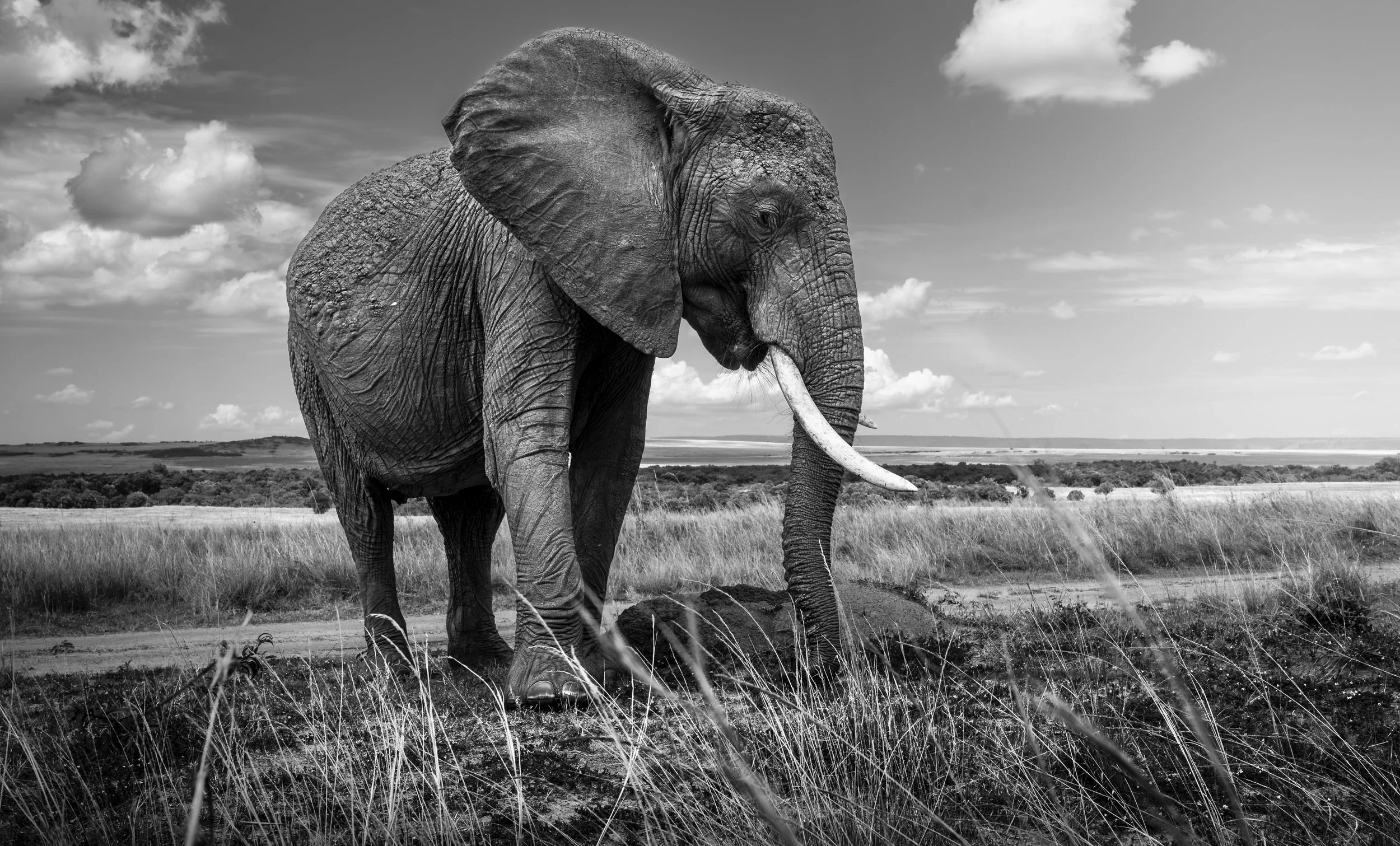 Safari Mara 2025 (57) - Copy.JPG