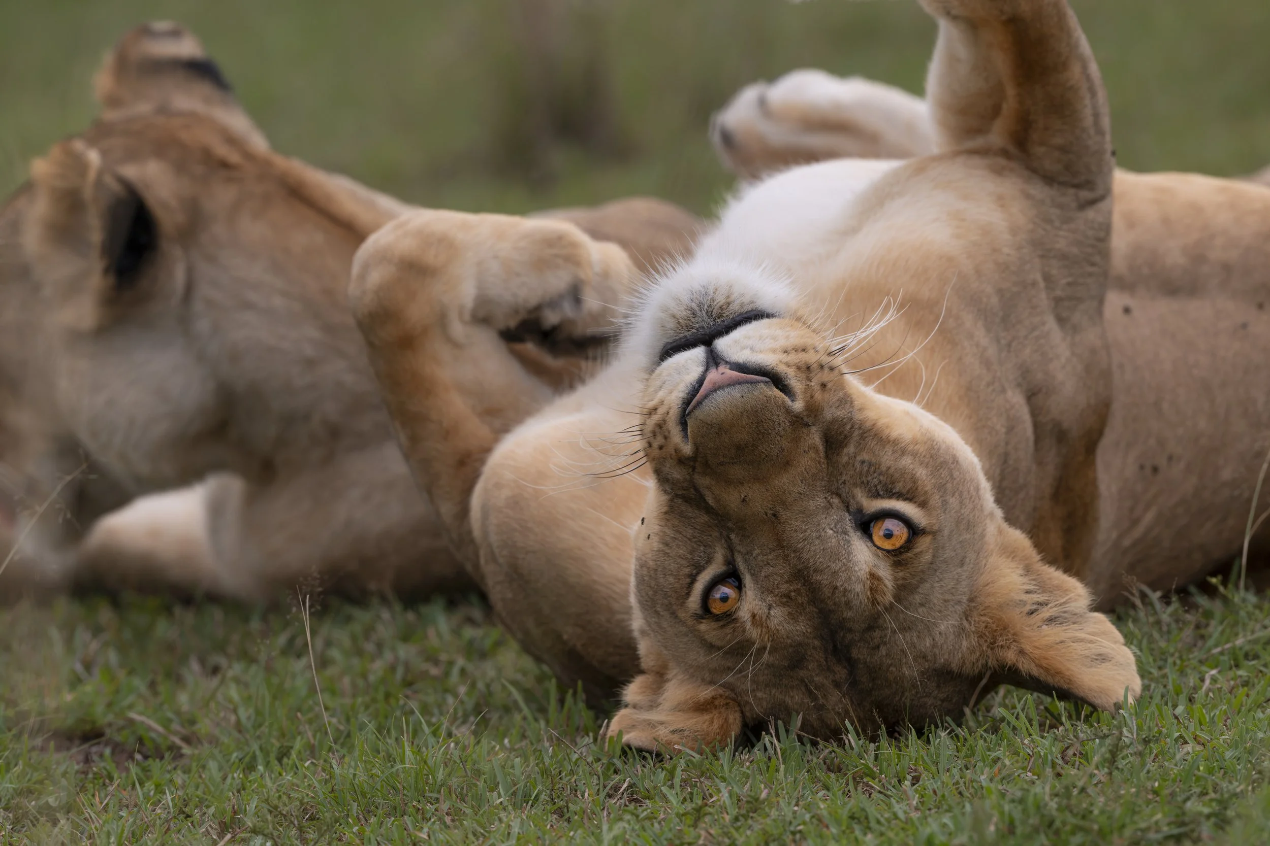 Safari Mara 2025 (5005).JPG