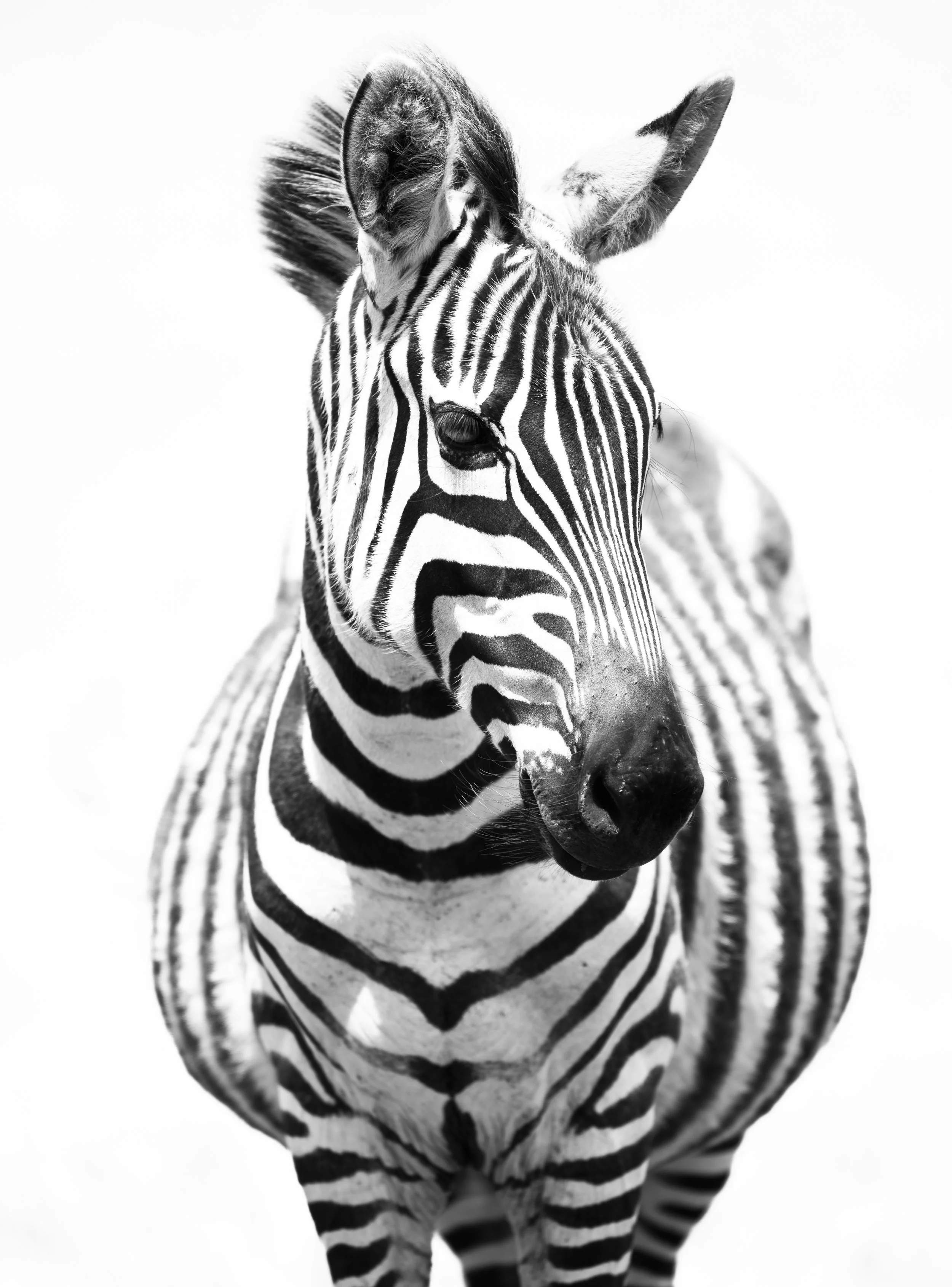 Safari Mara 2025 (10682).JPG