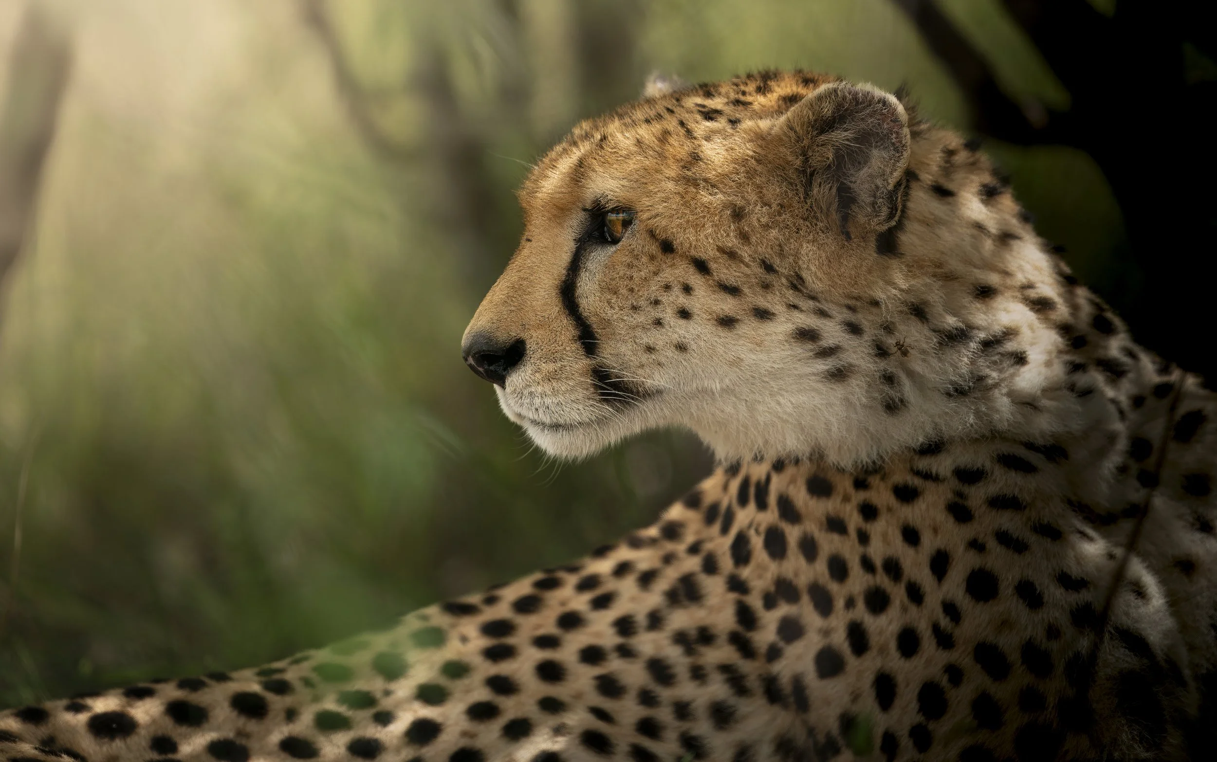 Safari Mara 2025 (1771).JPG