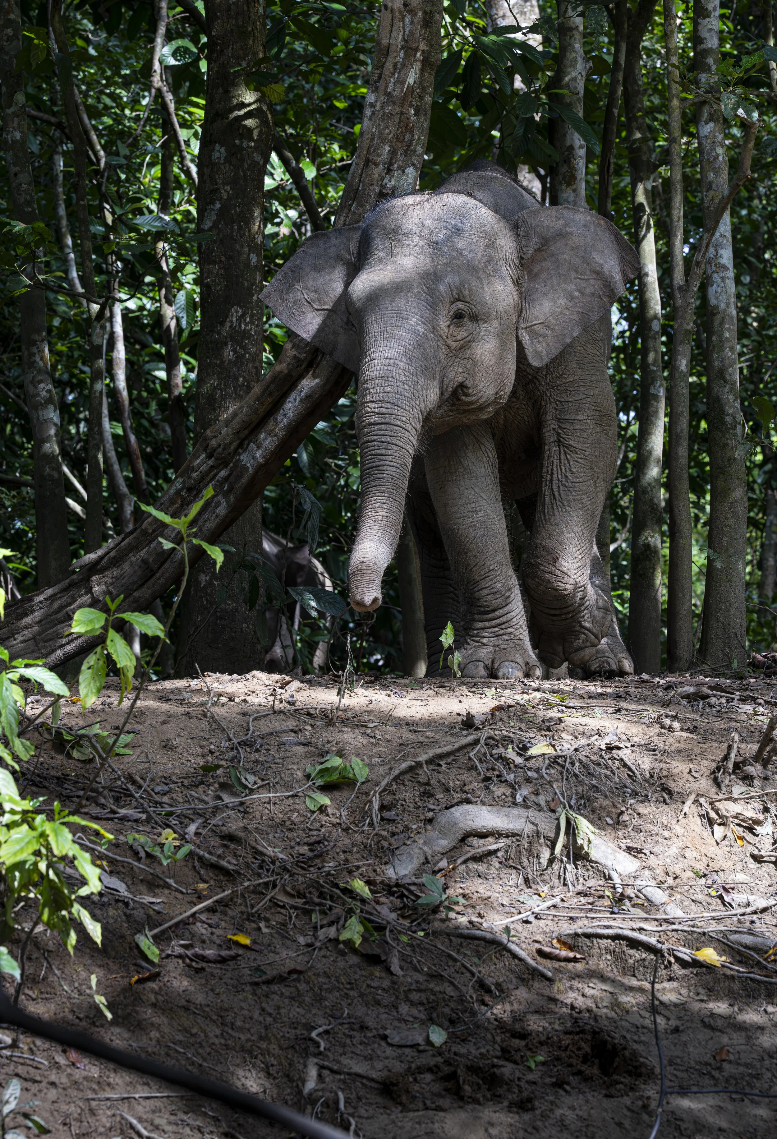 Sing & Borneo  (4353)-Enhanced-NR-Edit.JPG