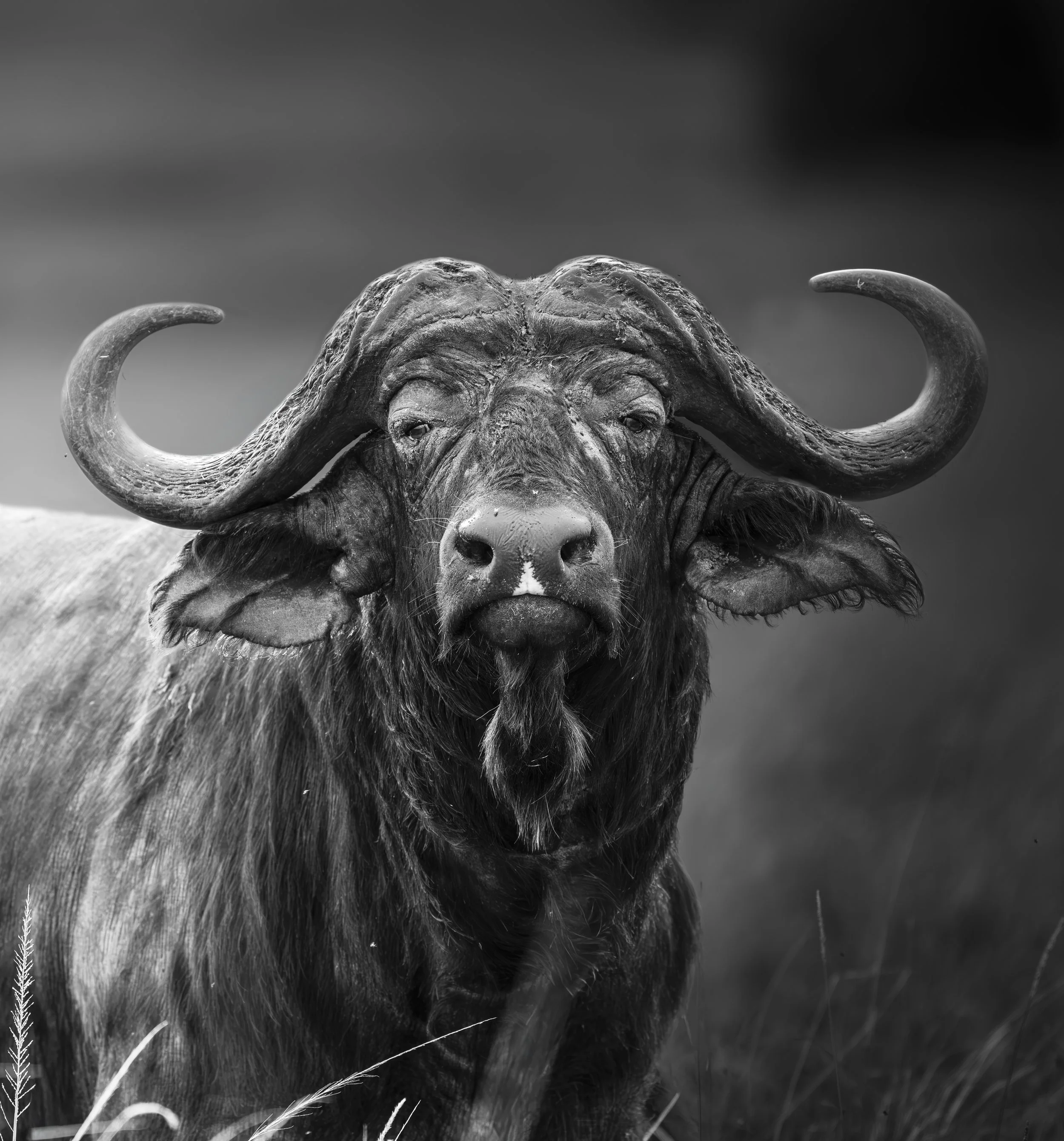 Safari Mara 2025 (3902)-Edit-Edit-Edit.JPG