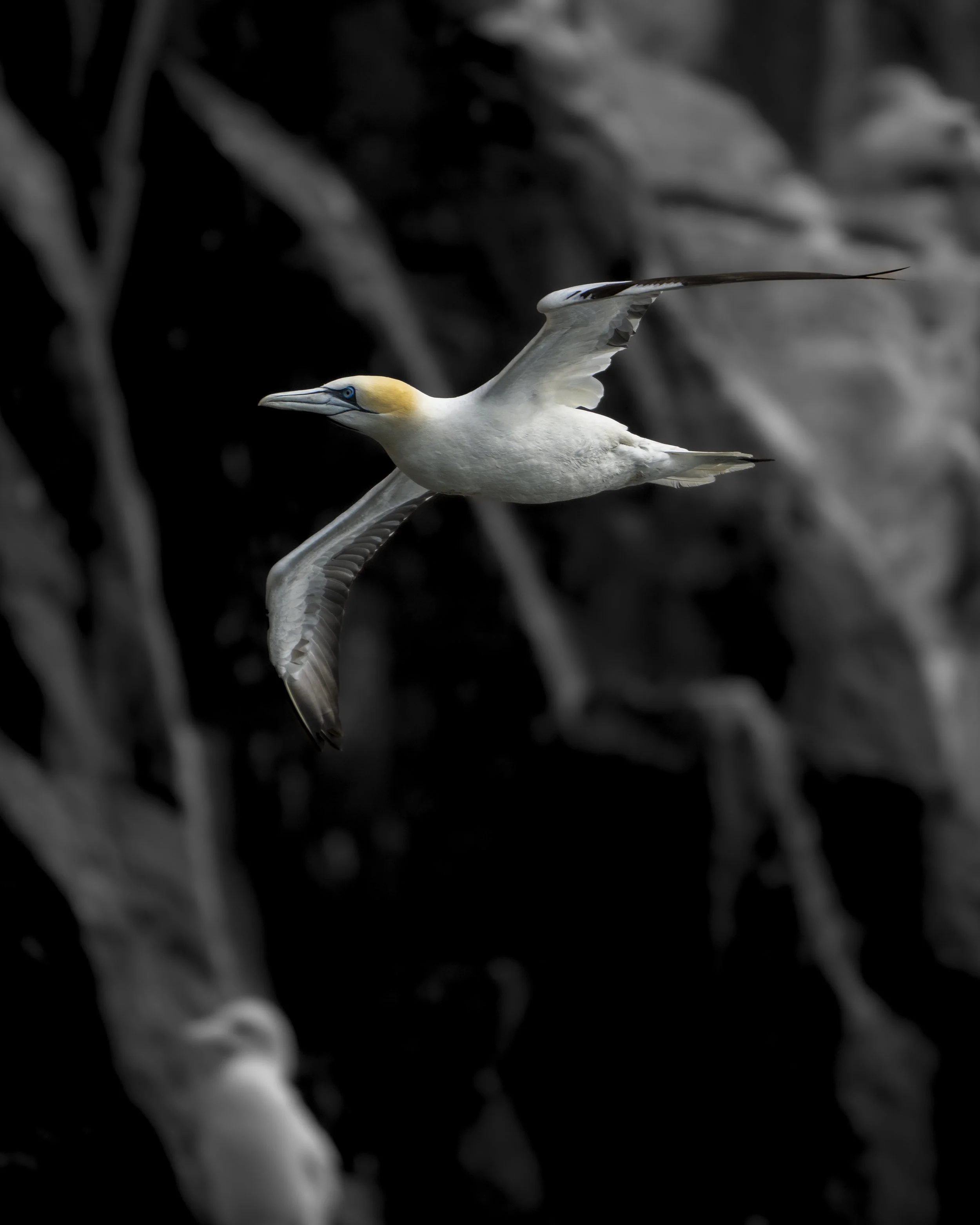 GB Coast 25 (3462).JPG