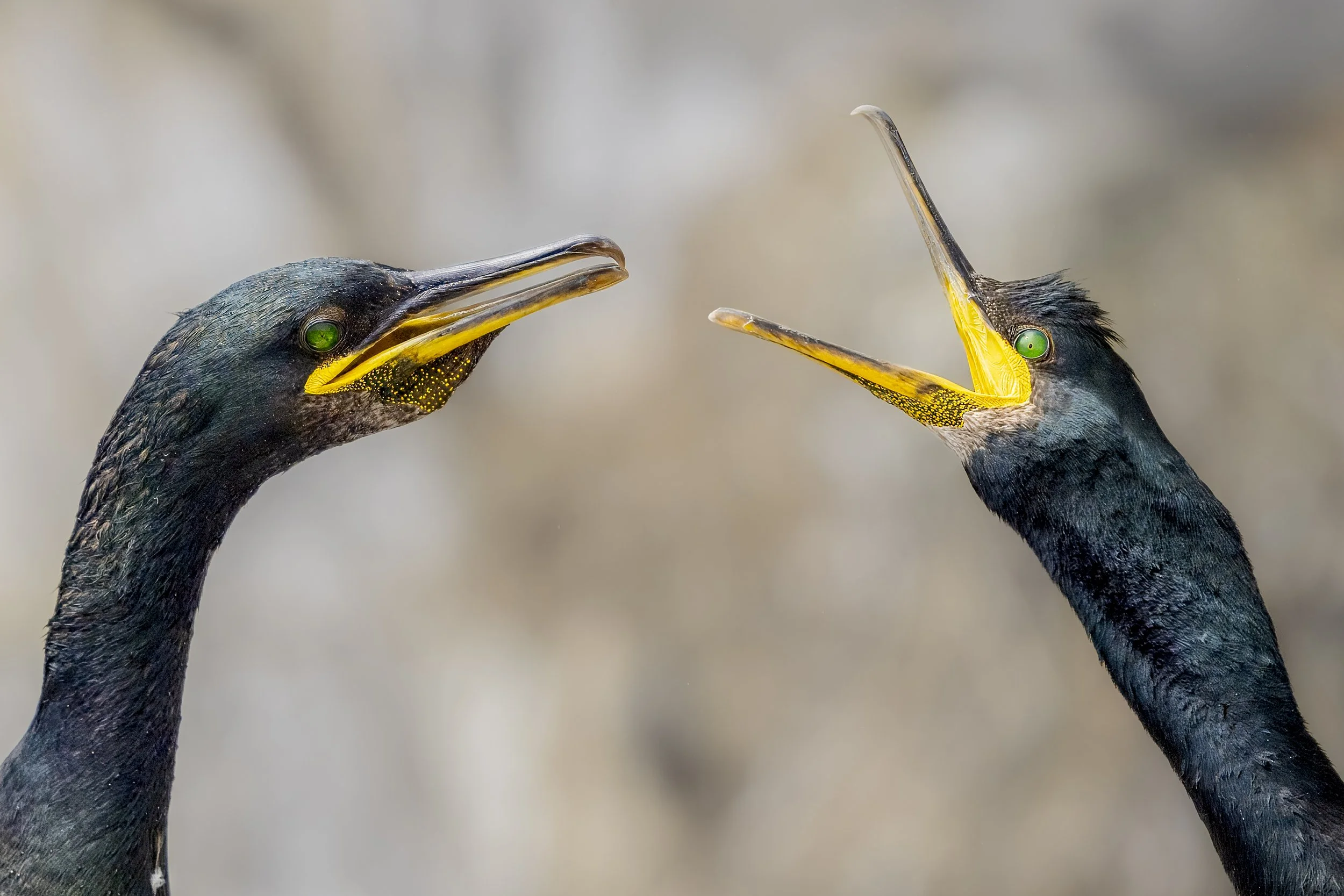 GB Coast 25 (4085).JPG