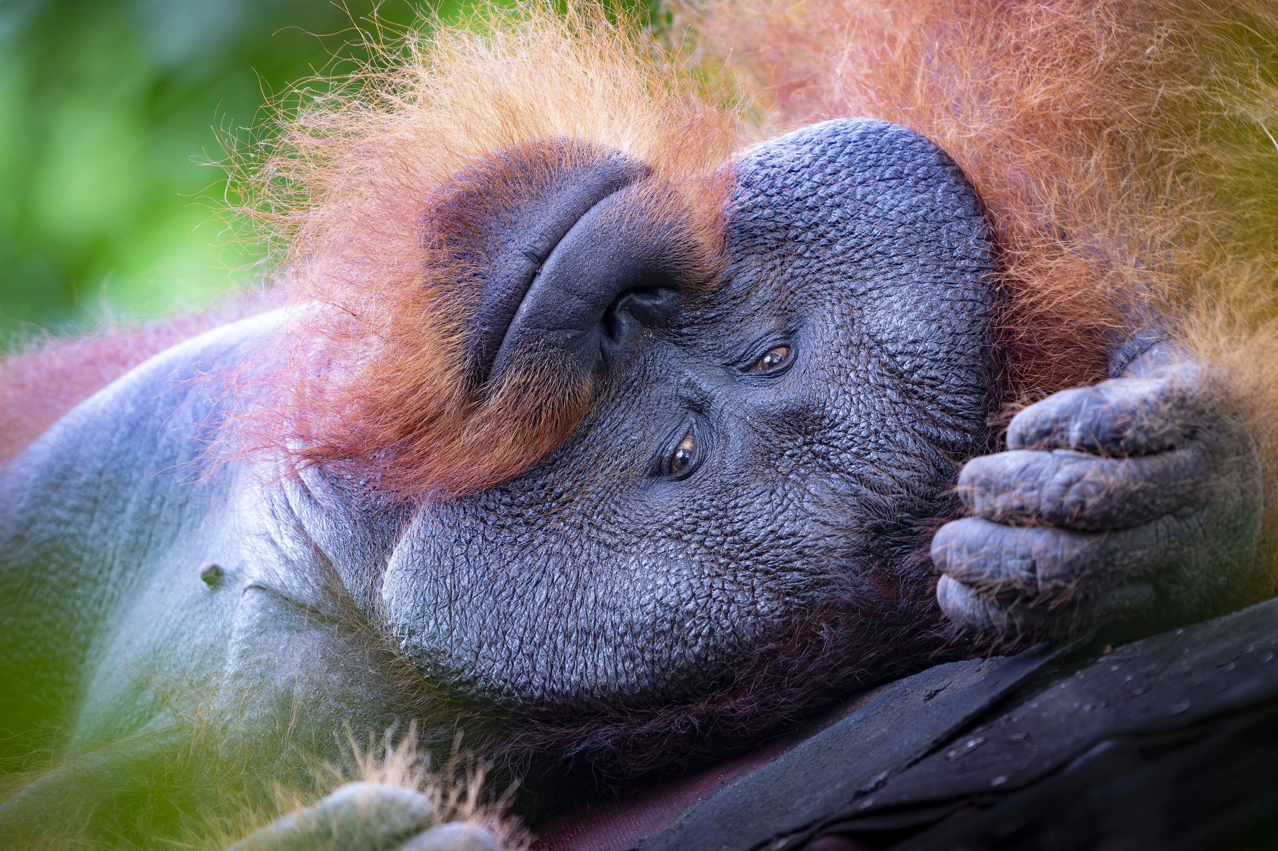 Sing & Borneo  (3233)-Enhanced-NR-Edit.JPG