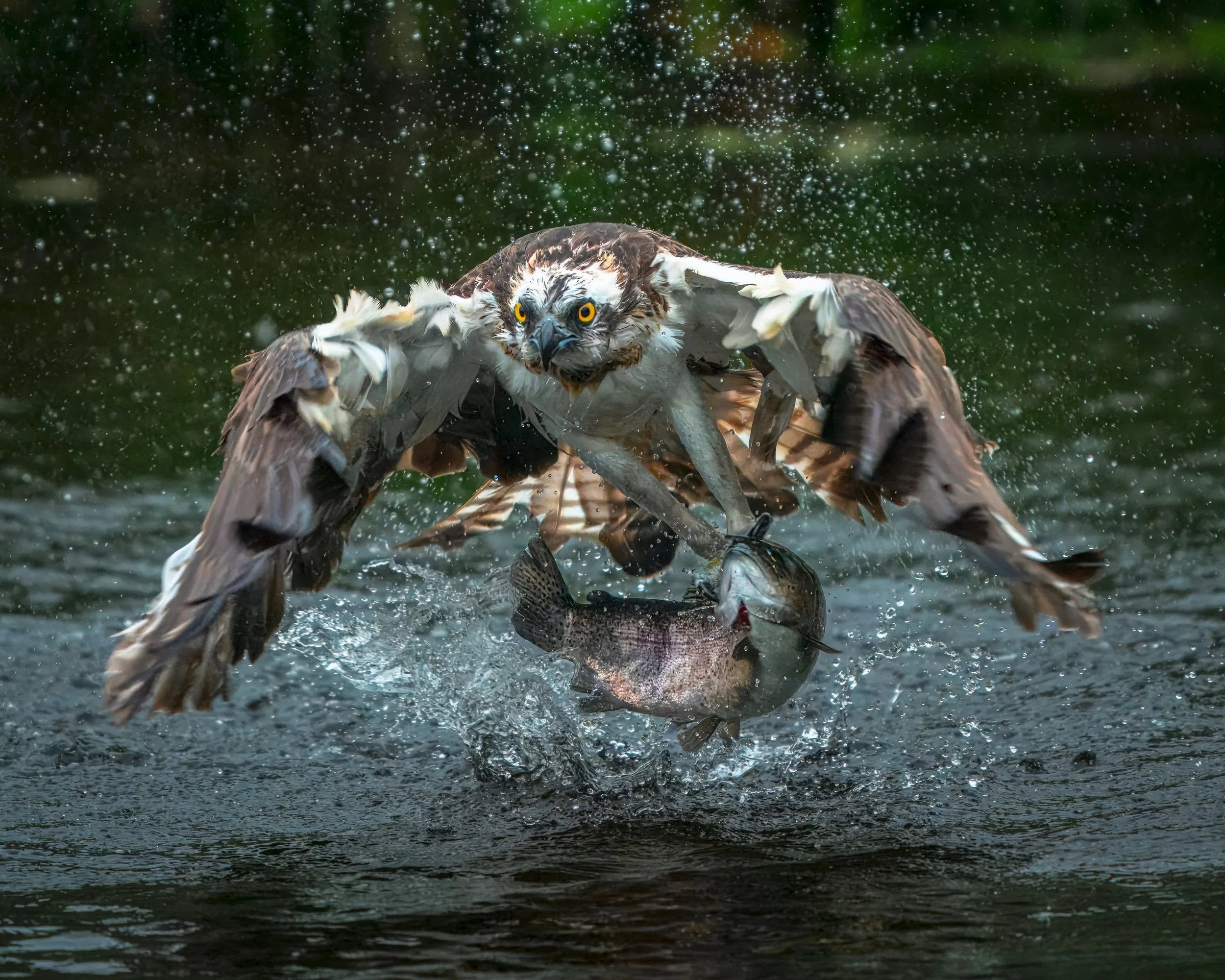 GB Coast 25 (3303)-2.JPG