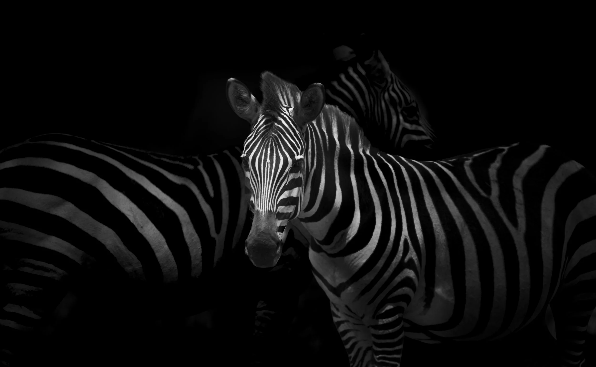Safari Mara 2025 (10689).JPG