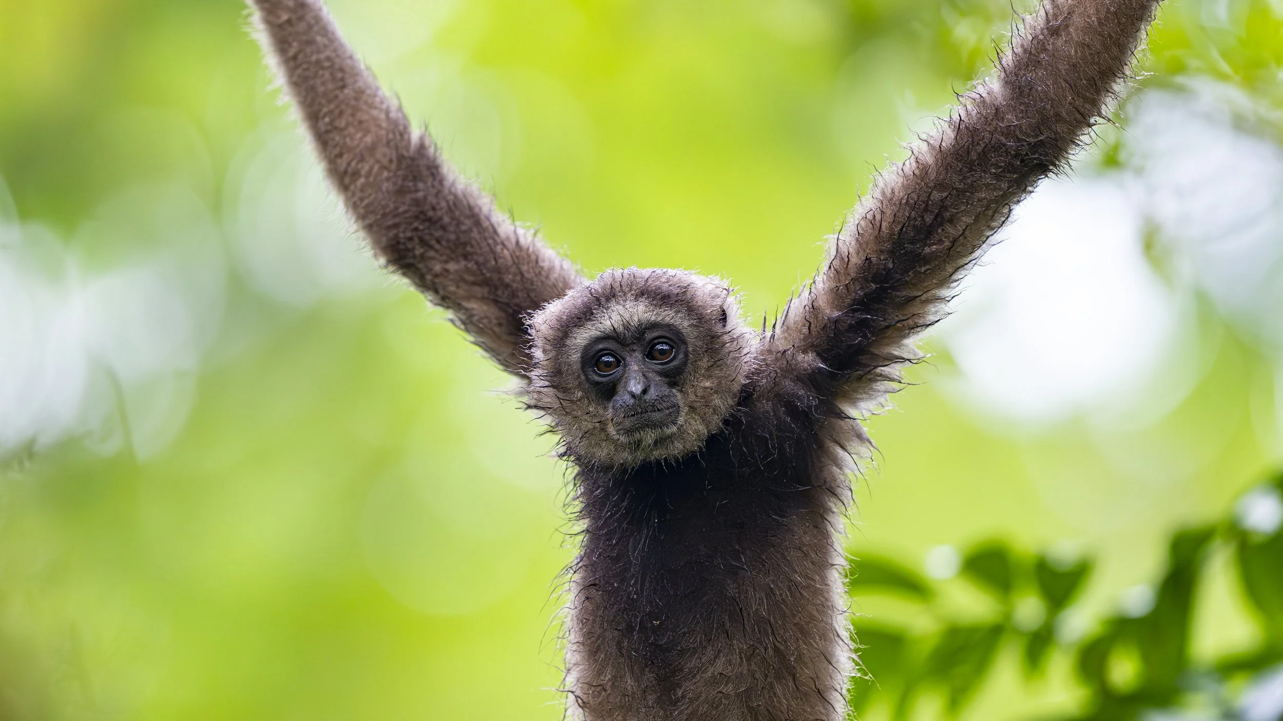 Sing & Borneo (6408)-Enhanced-NR-Edit.jpg