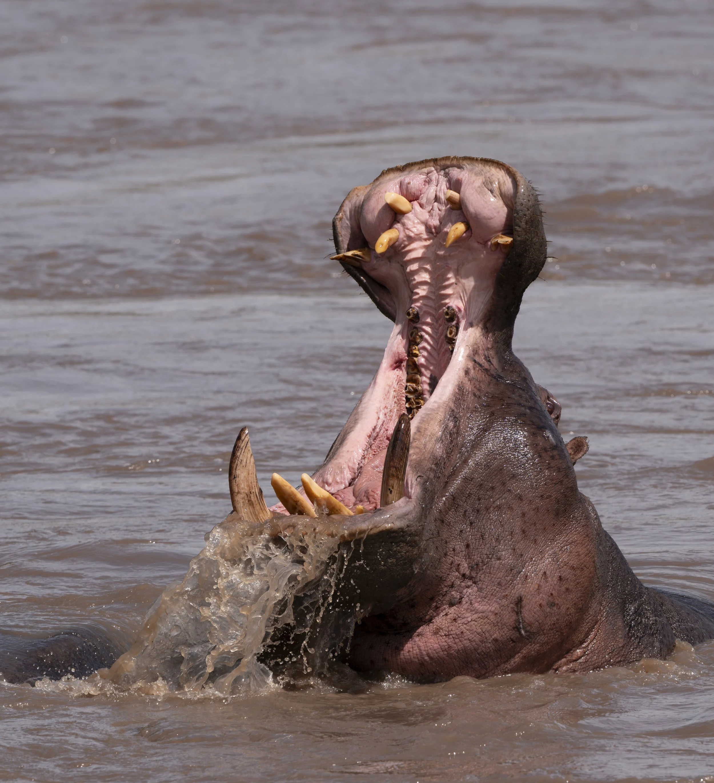 Safari Mara 2025 (4505).JPG