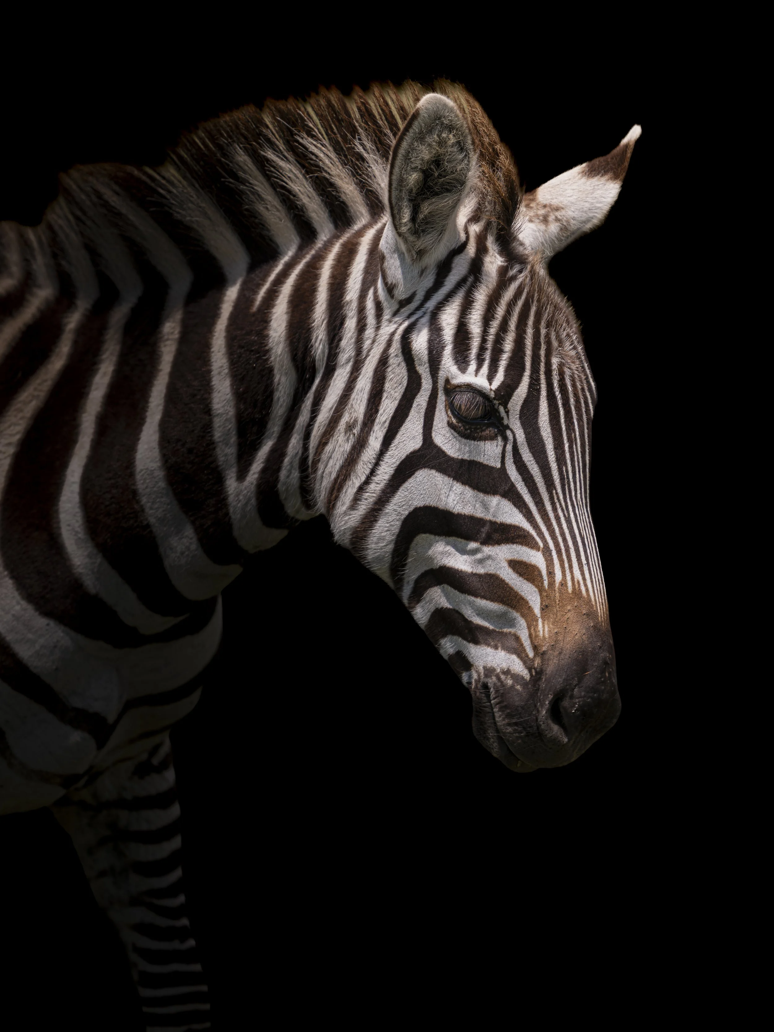 Safari Mara 2025 (10686).JPG
