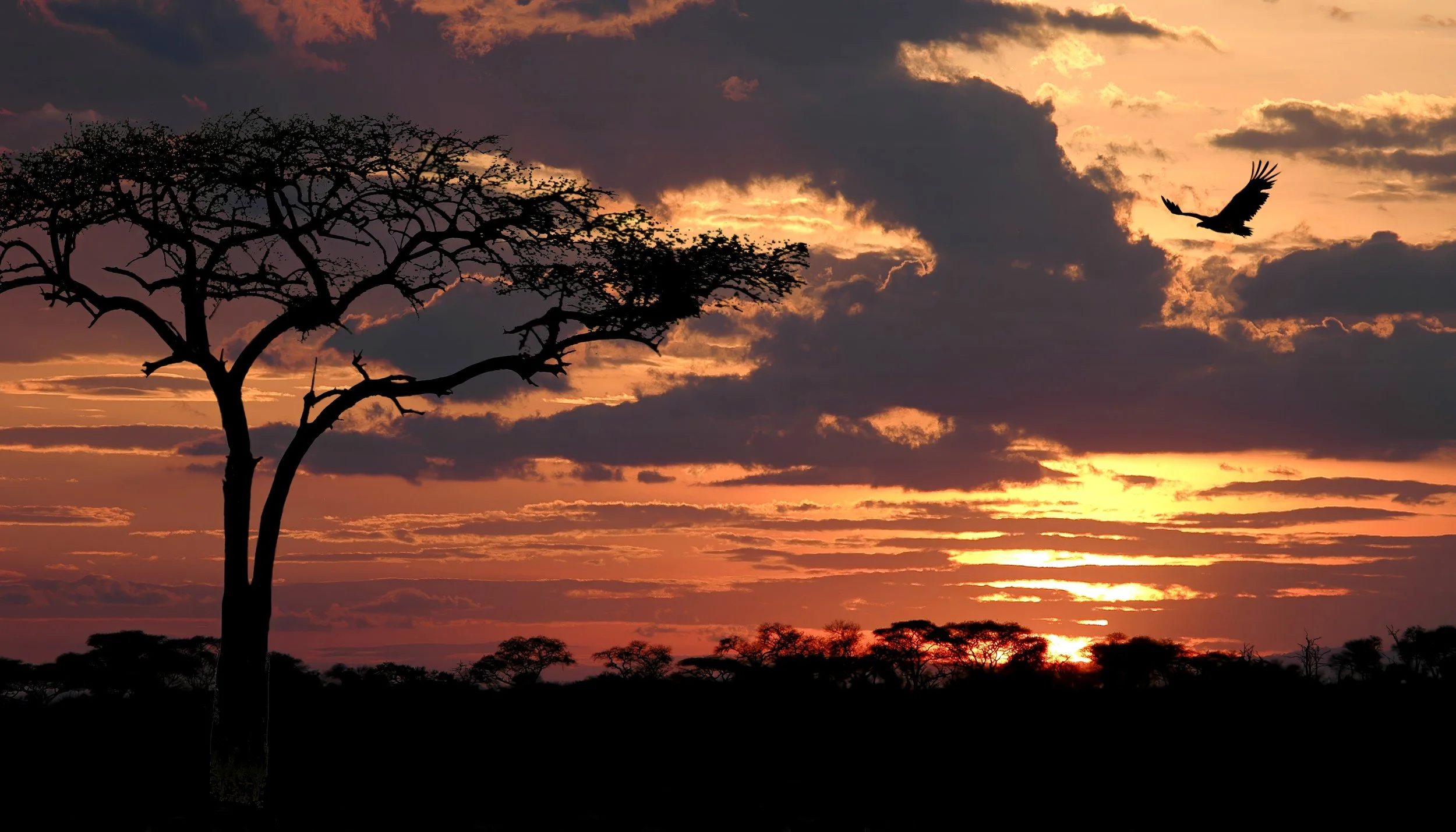 Serengeti Sunset-topaz-upscale-2x-denoise-2.JPG
