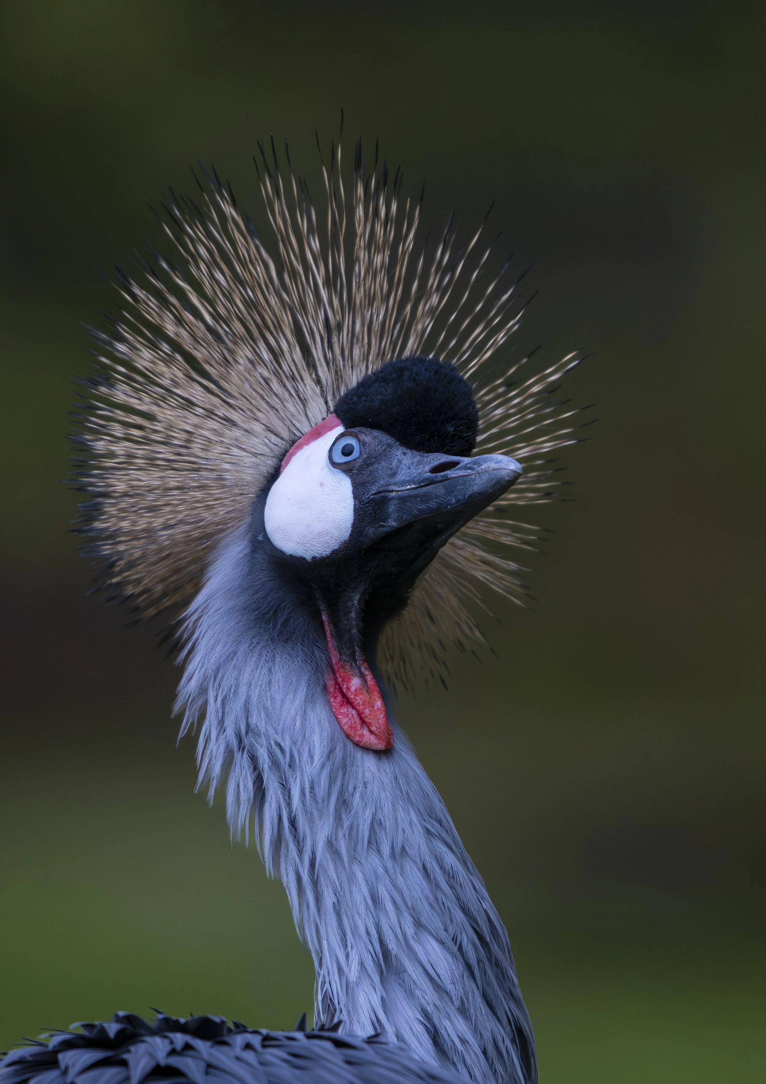 Birdworld 2025  (296)-Enhanced-NR.JPG