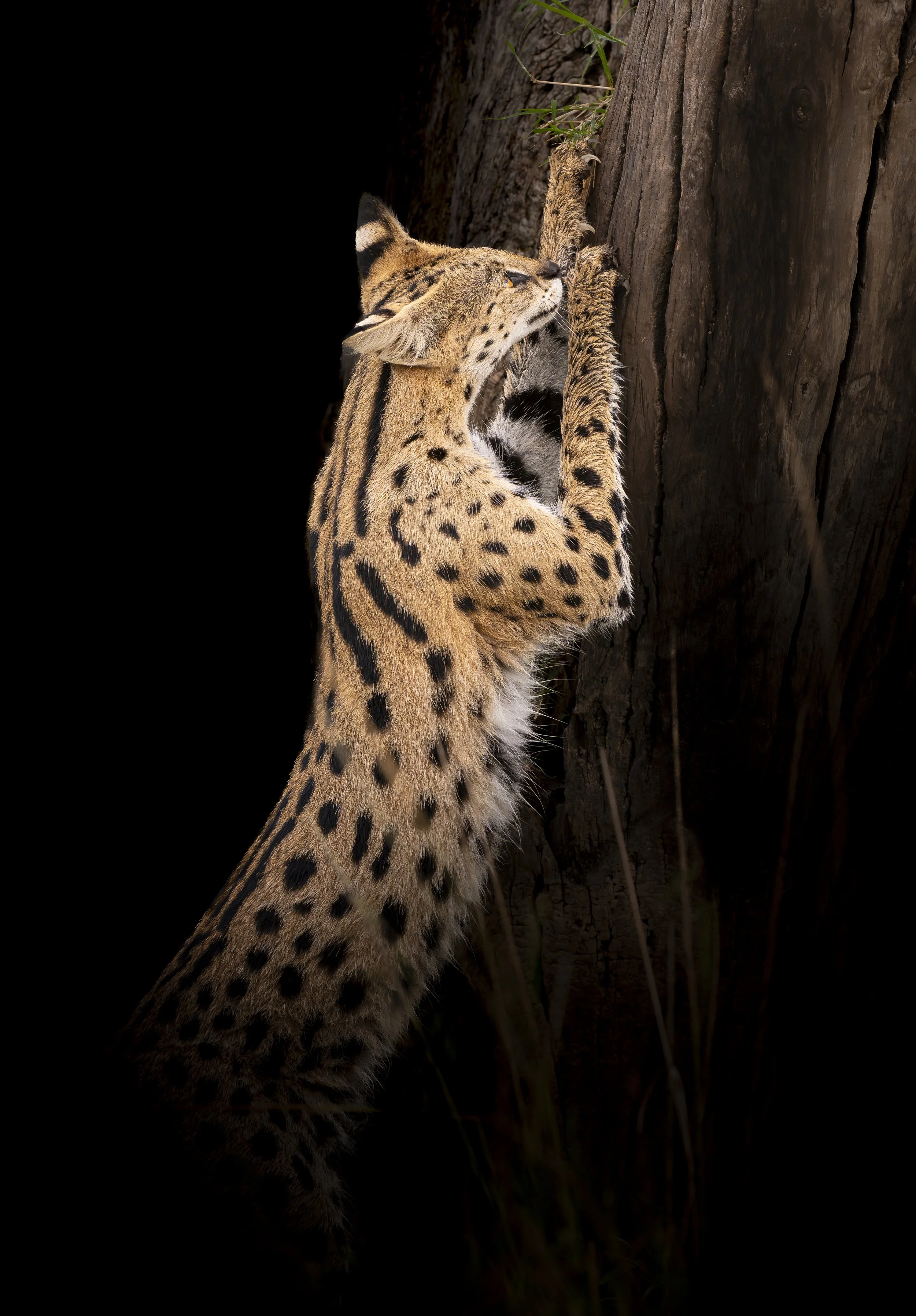 Safari Mara 2025 (6337)-4.JPG