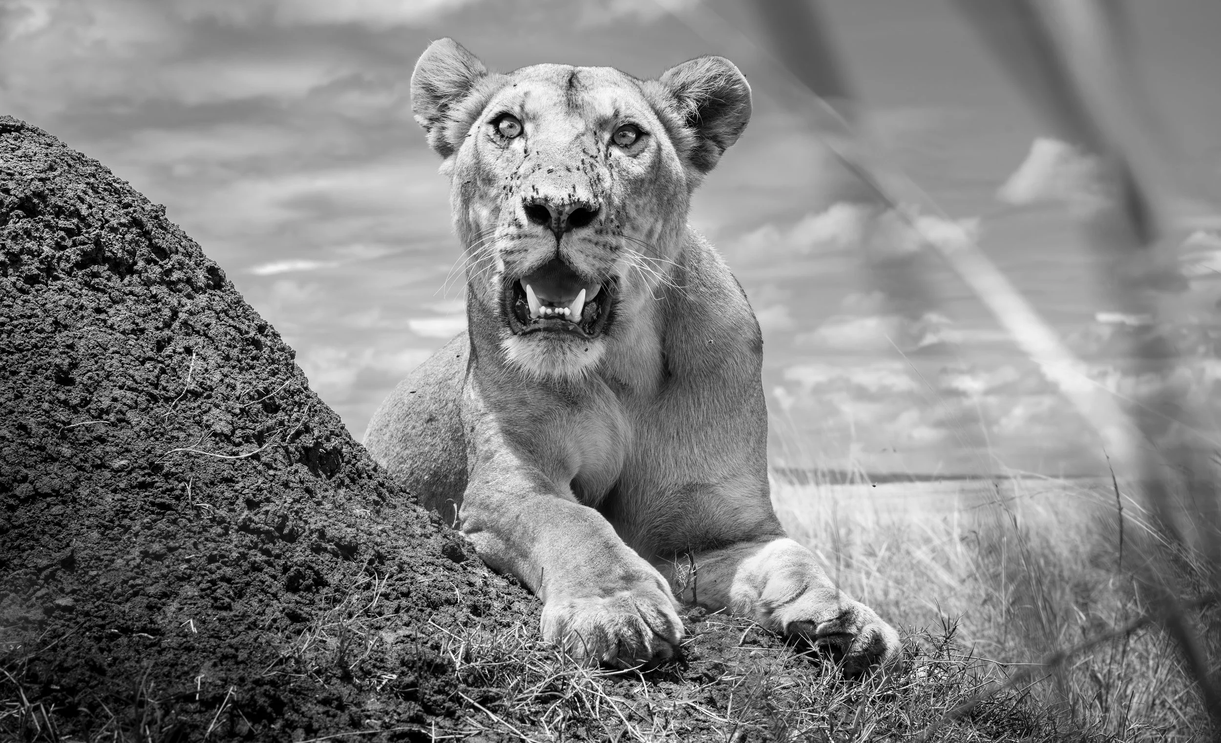 Safari Mara 2025 (5547).JPG