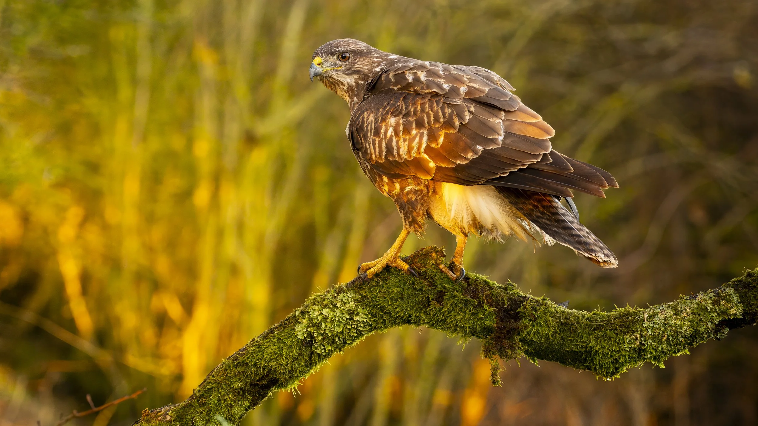 Bourne Hide - Nov 24  (260)-Enhanced-NR.JPG