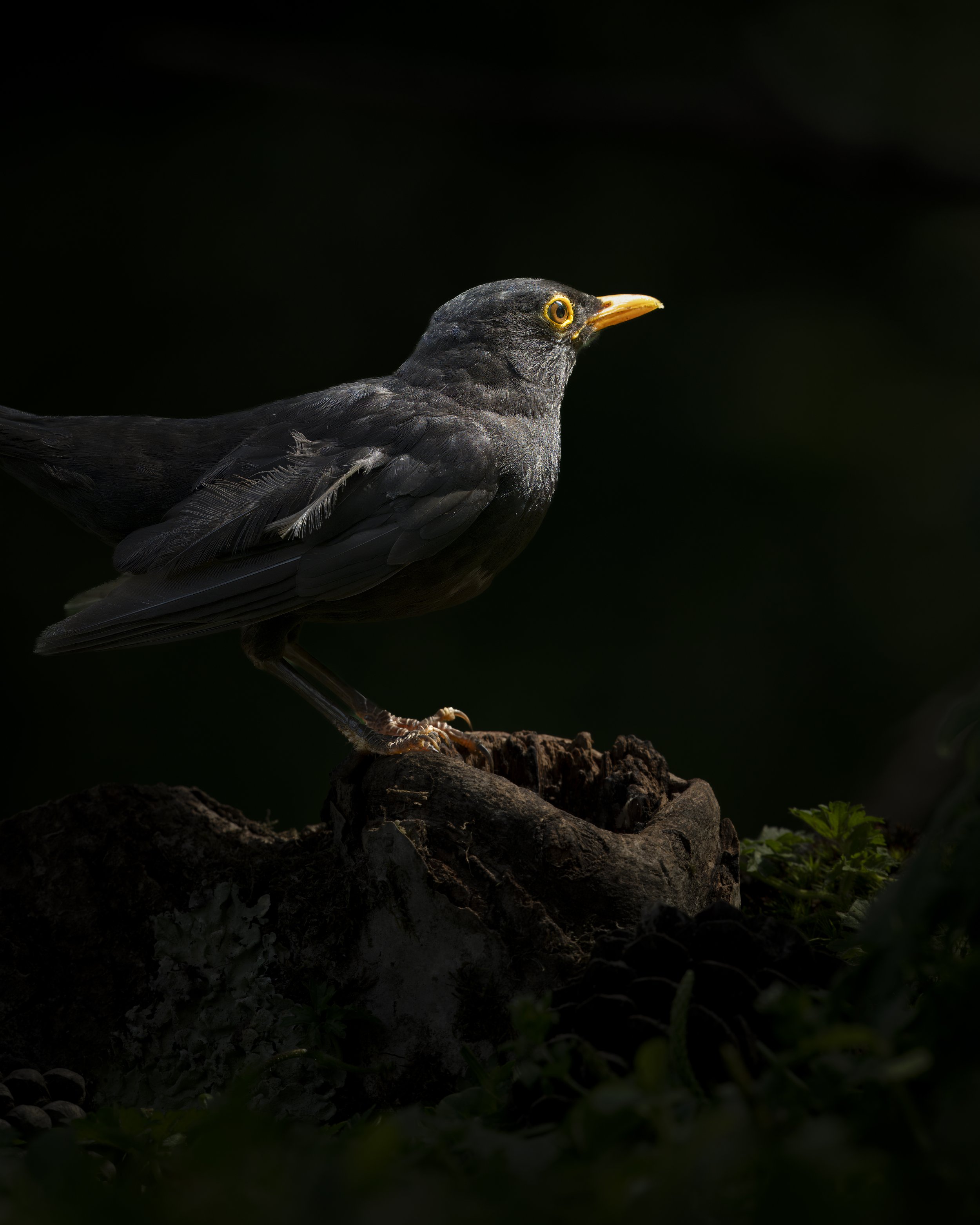Warnham-Dorset Hide - Jul 2026 (193).JPG