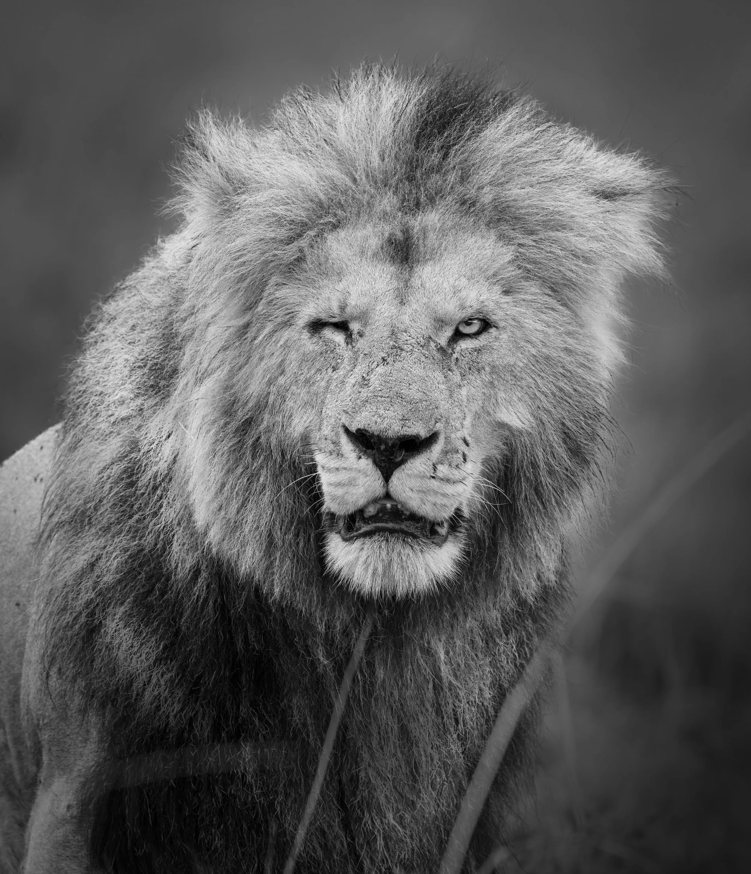 Safari Mara 2025 (13117).JPG