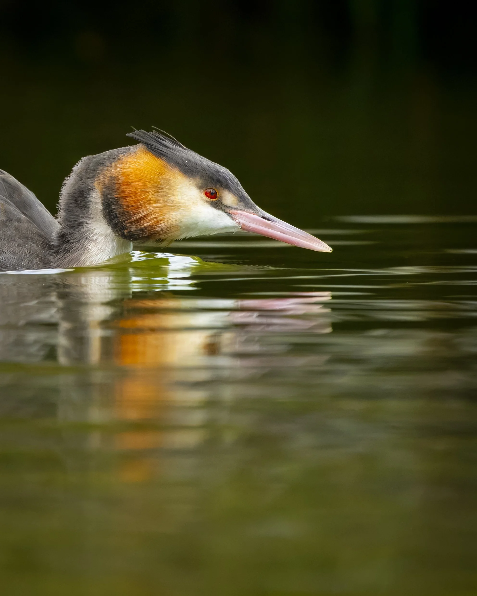 Milford Grebe Pond - Oct 2025 (144).JPG