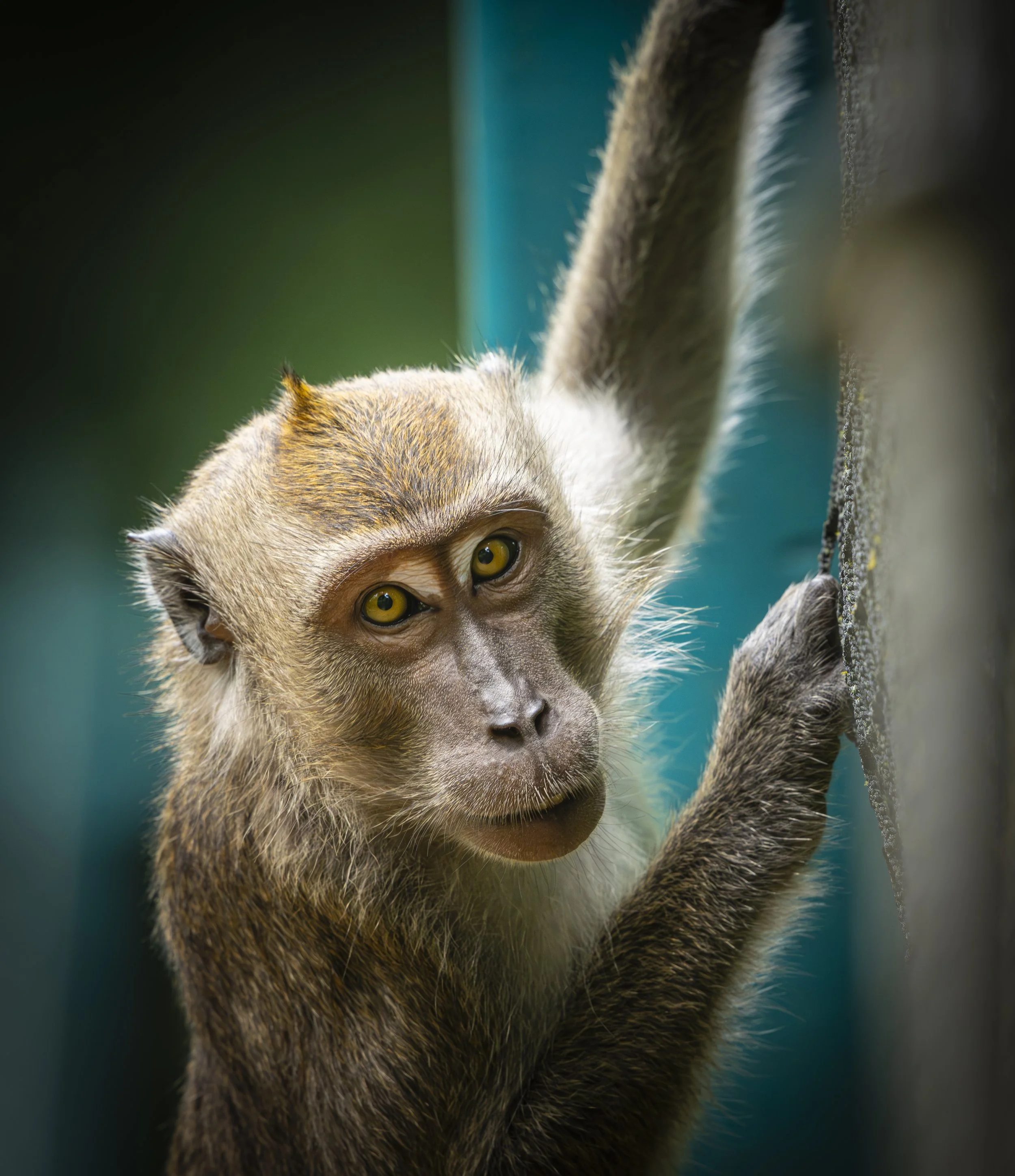 Sing & Borneo (7232)-Enhanced-NR.jpg