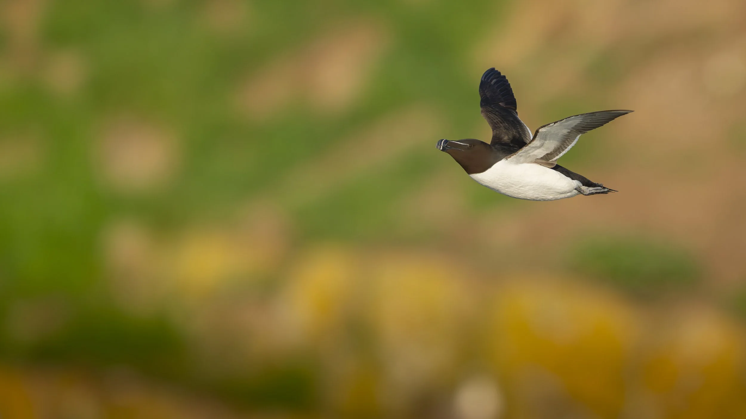 GB Coast 25 (645).JPG